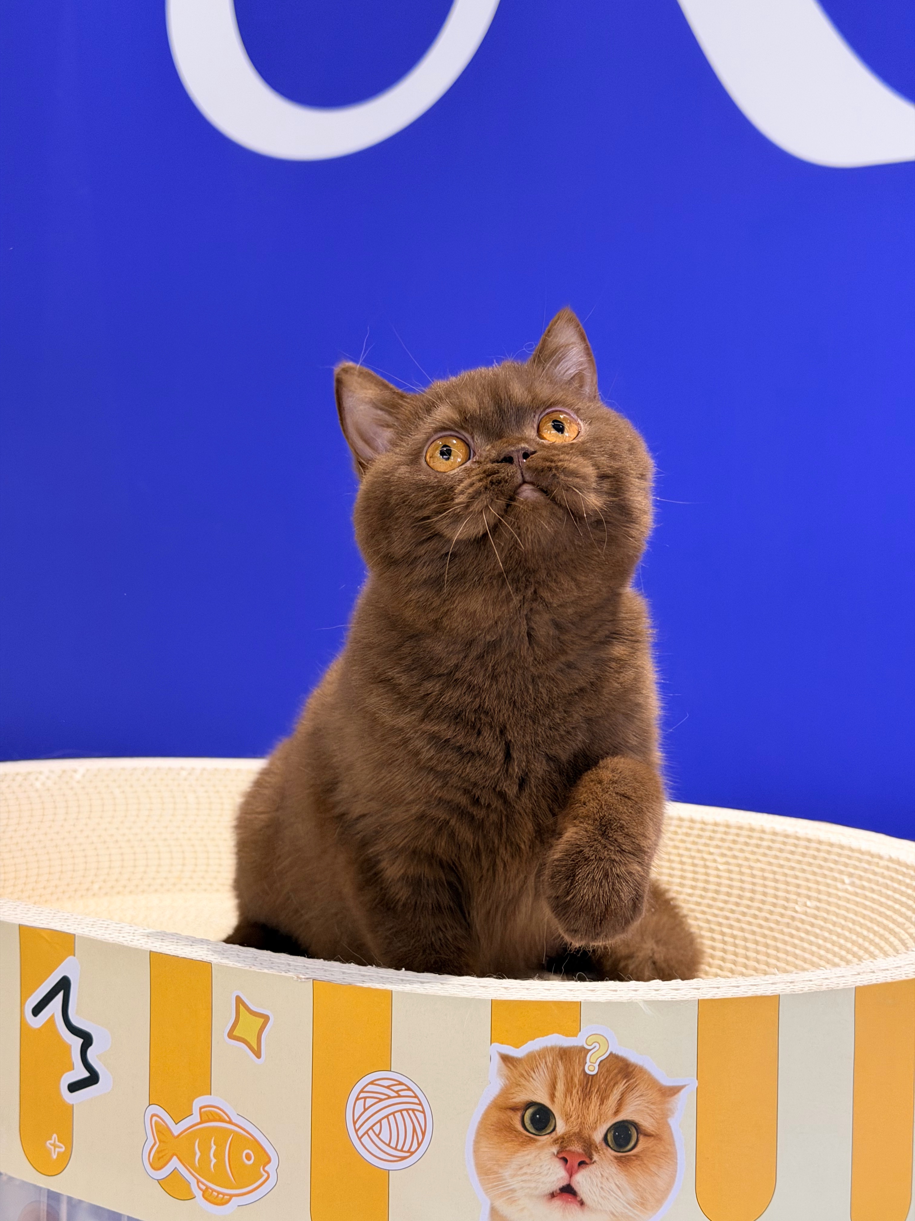 LoLooCattery英短·布偶猫舍