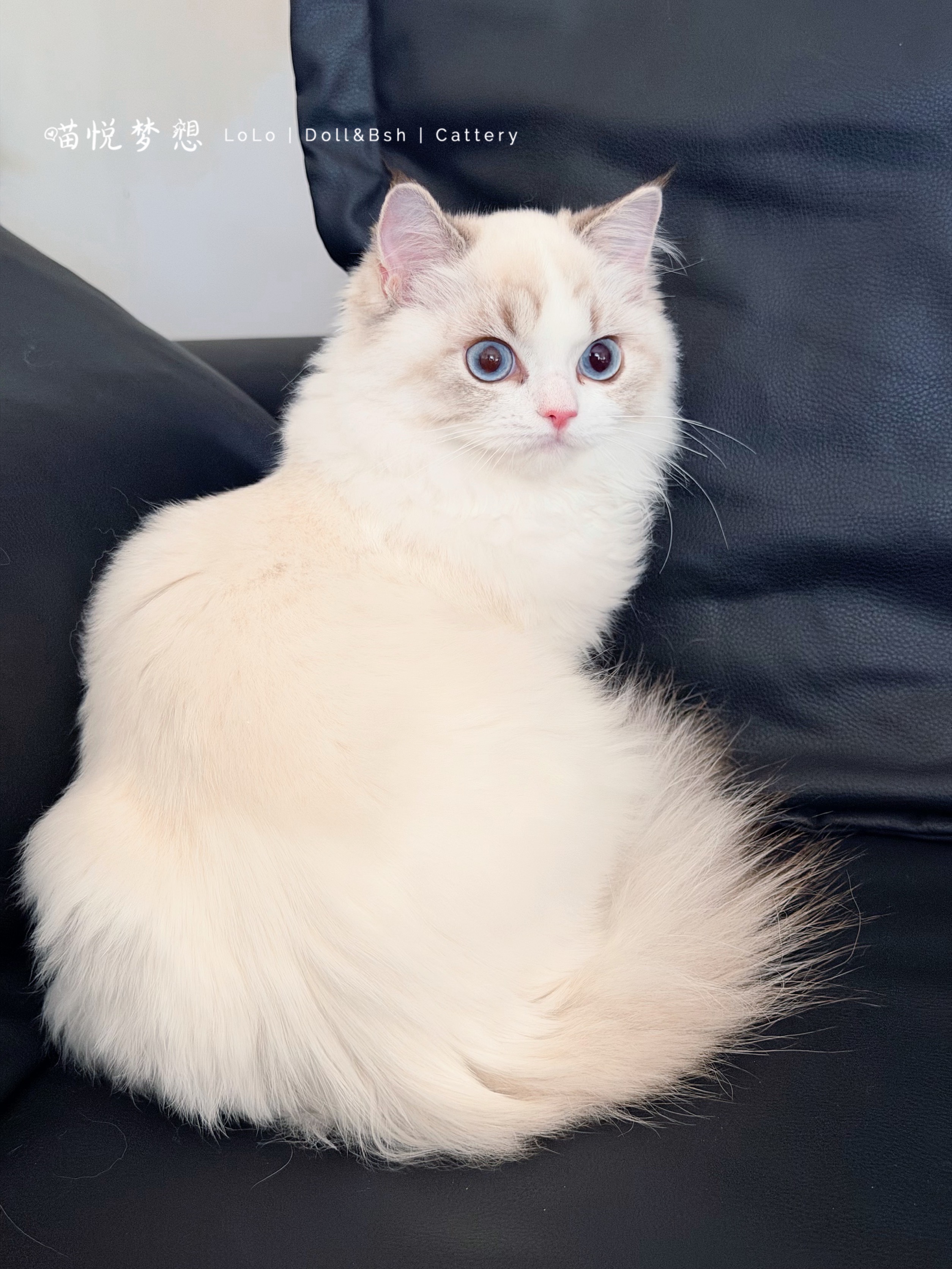 LoLooCattery英短·布偶猫舍