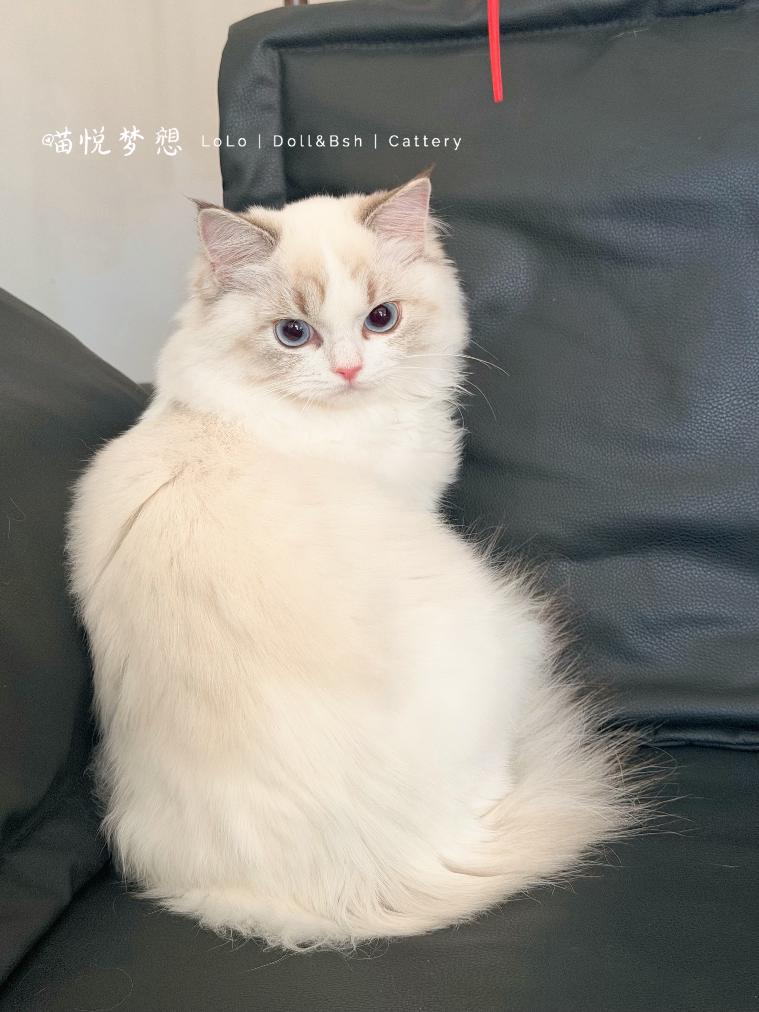 胡尼精 2