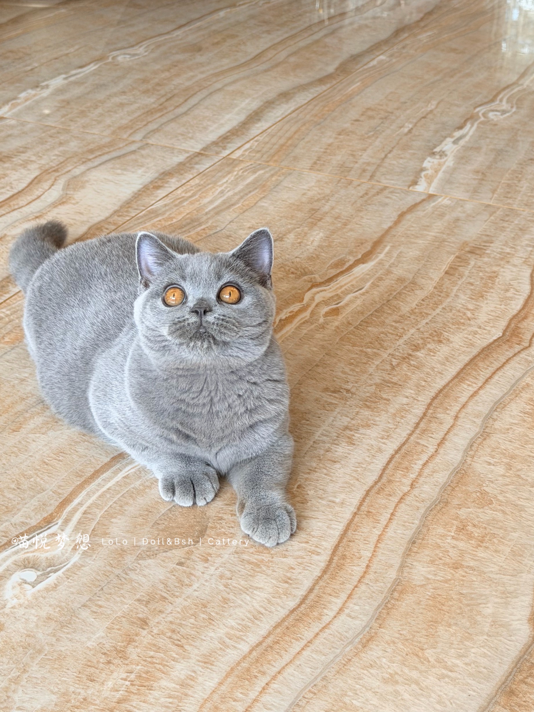 LoLooCattery英短·布偶猫舍