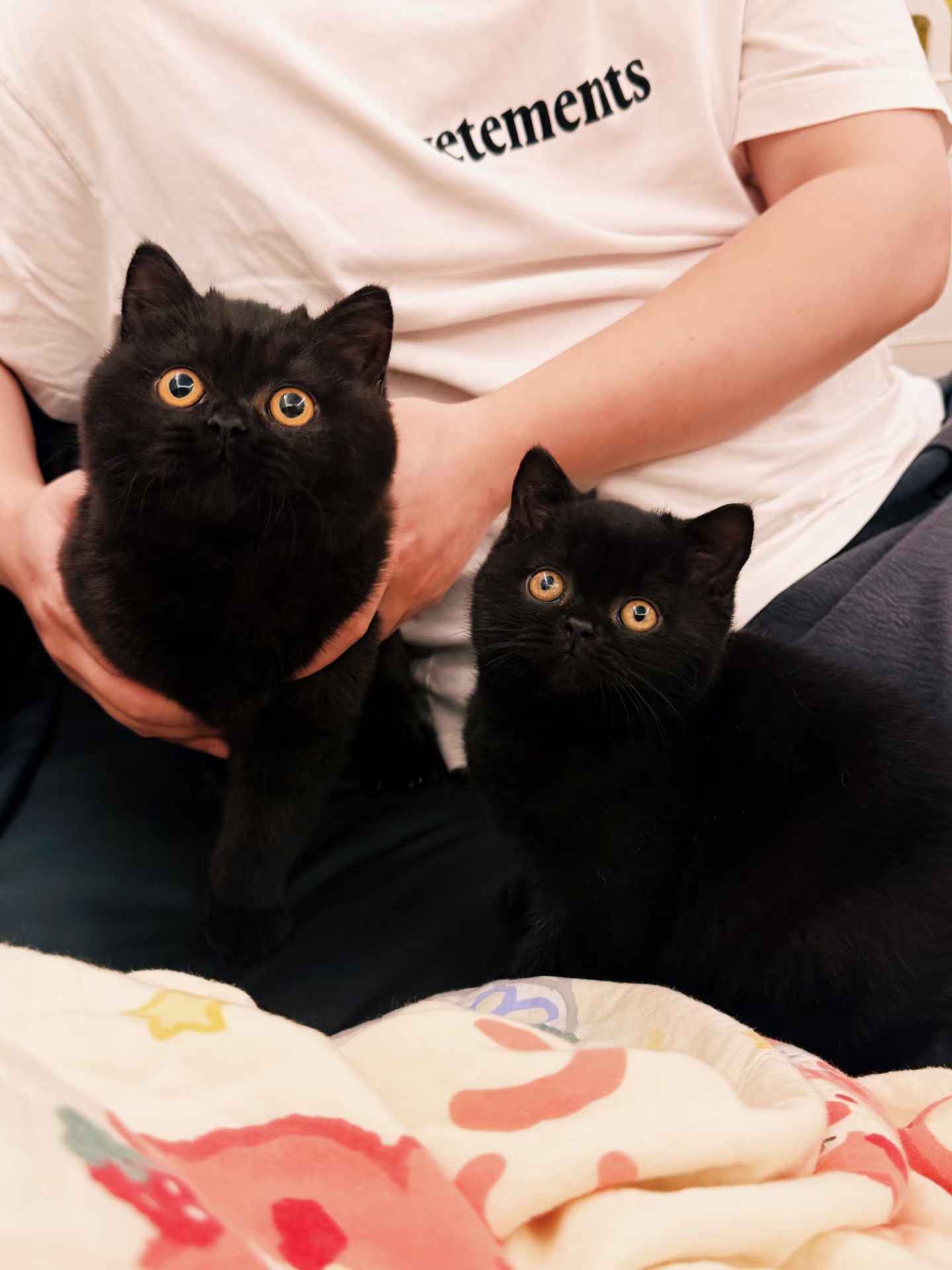 LoLooCattery英短·布偶猫舍
