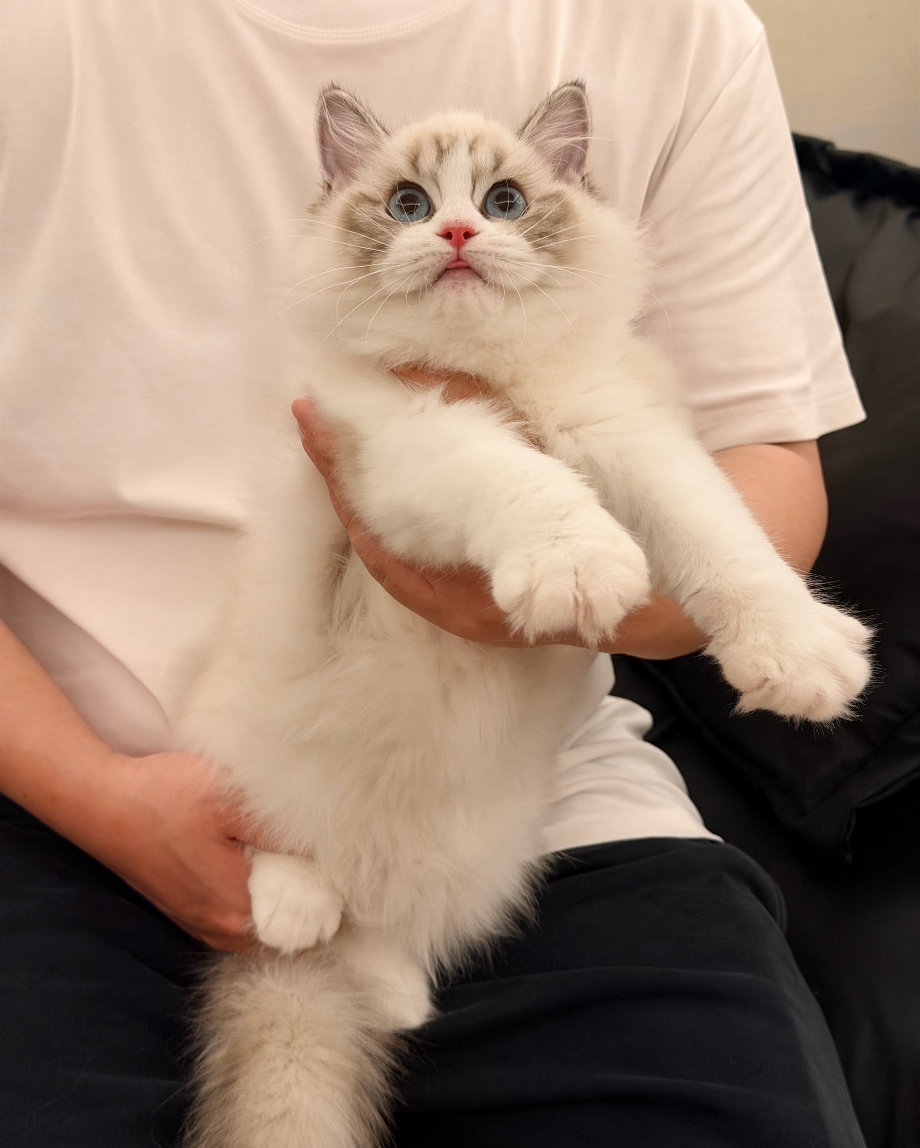 松果 2