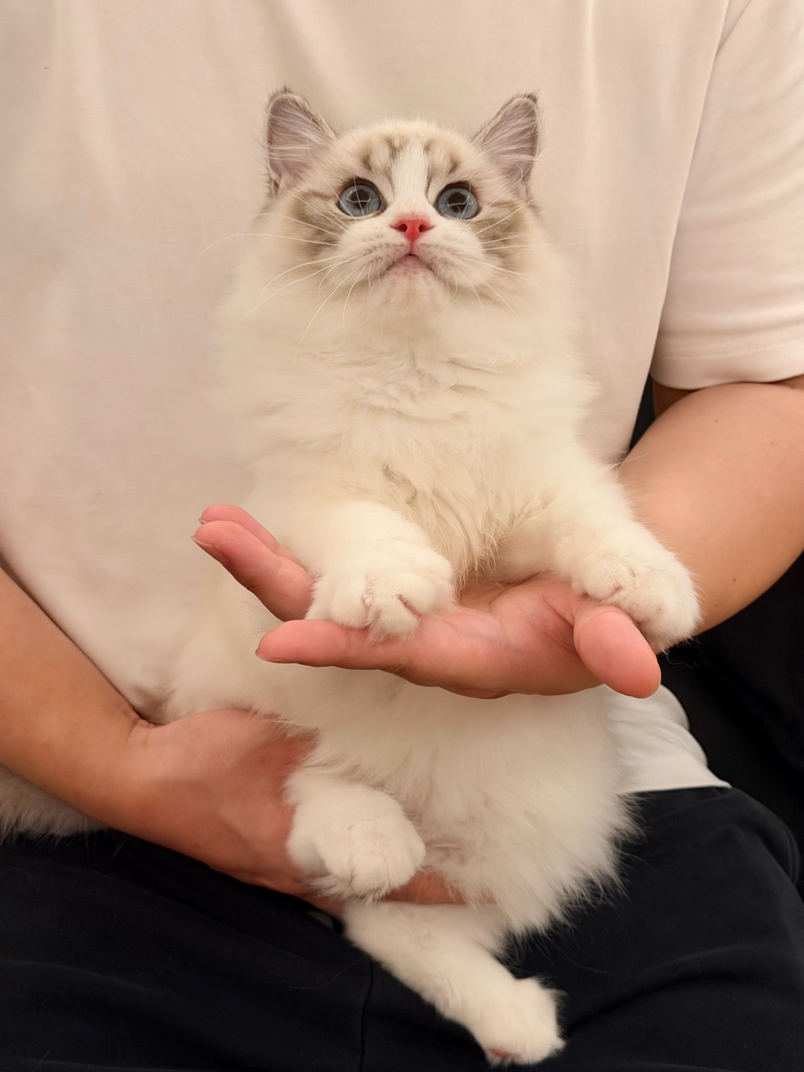松果 3