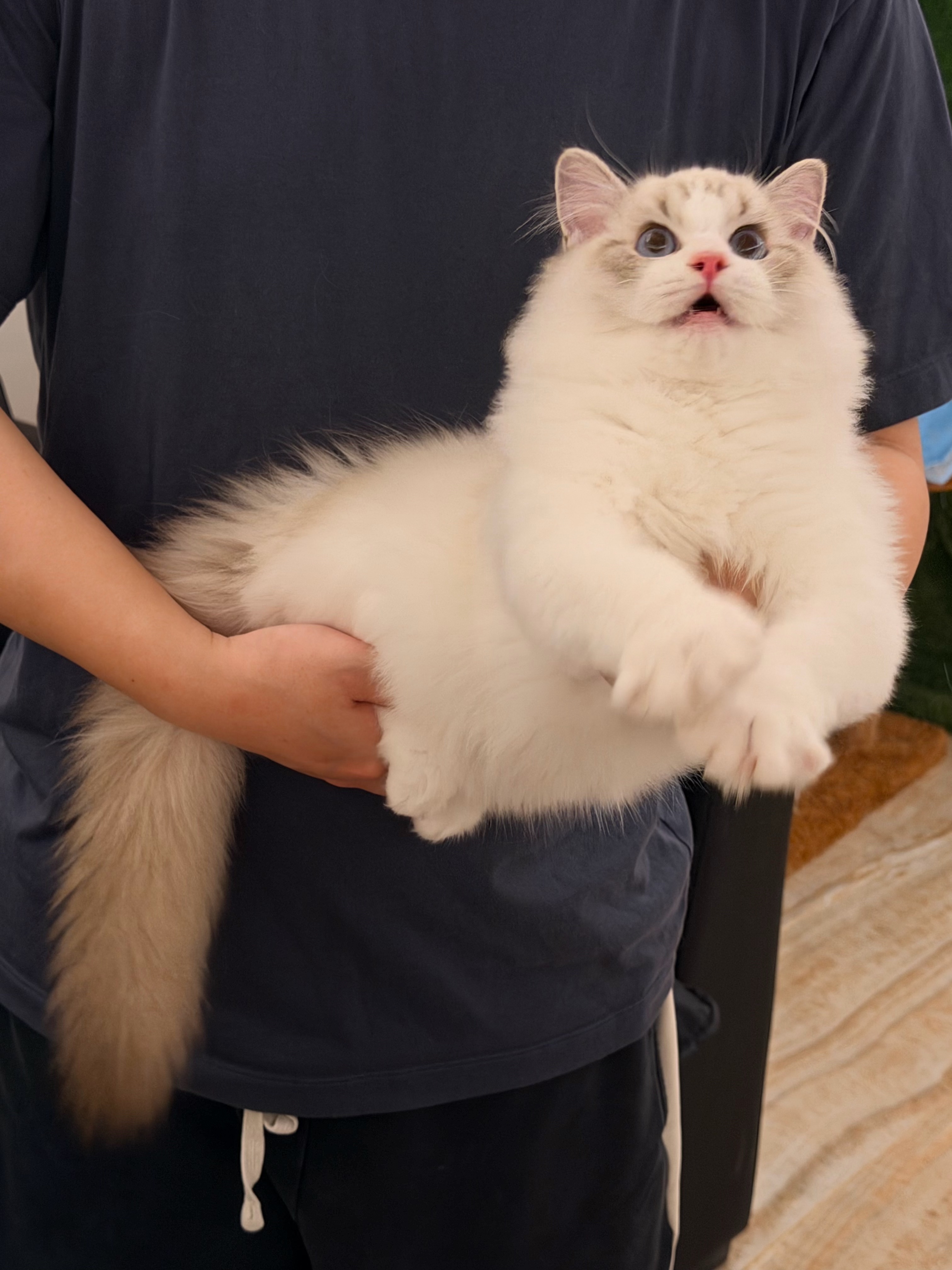 松仁