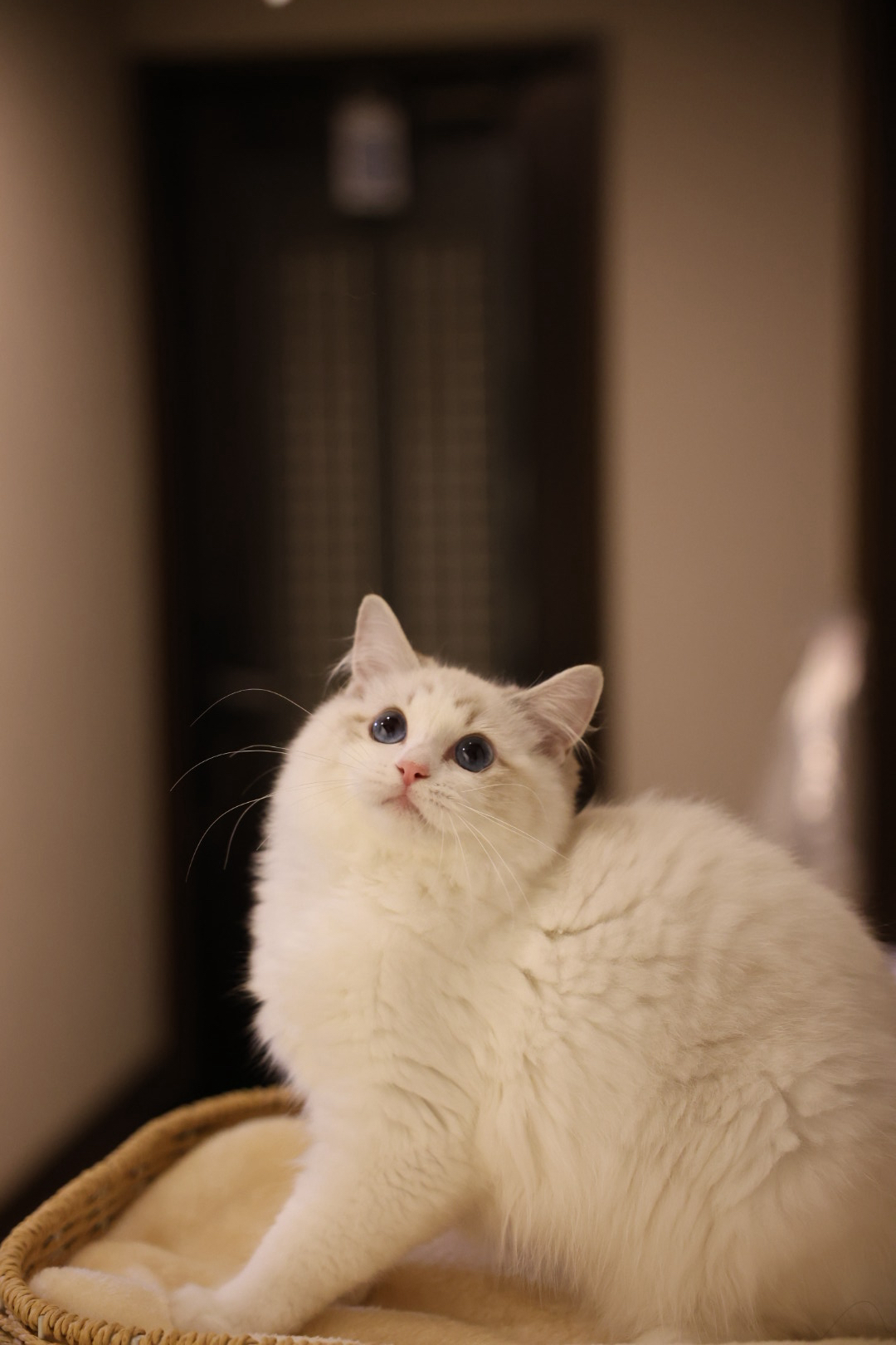Sazanka Pet