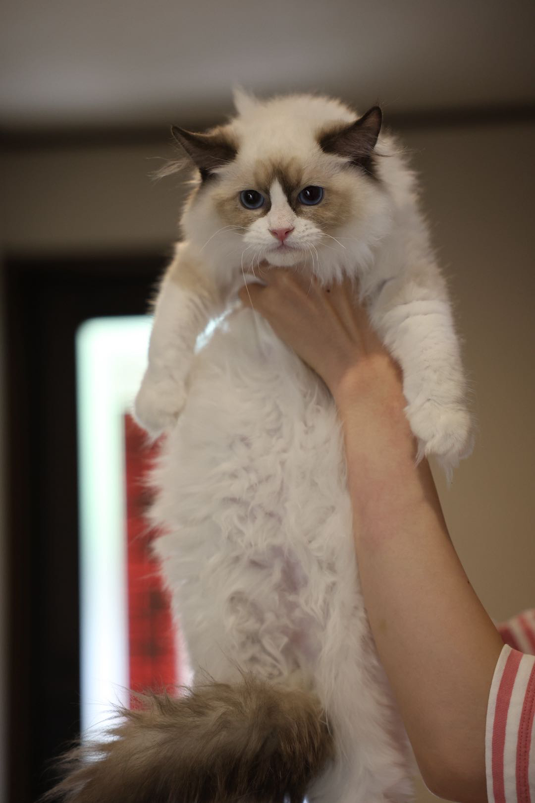 Sazanka Pet