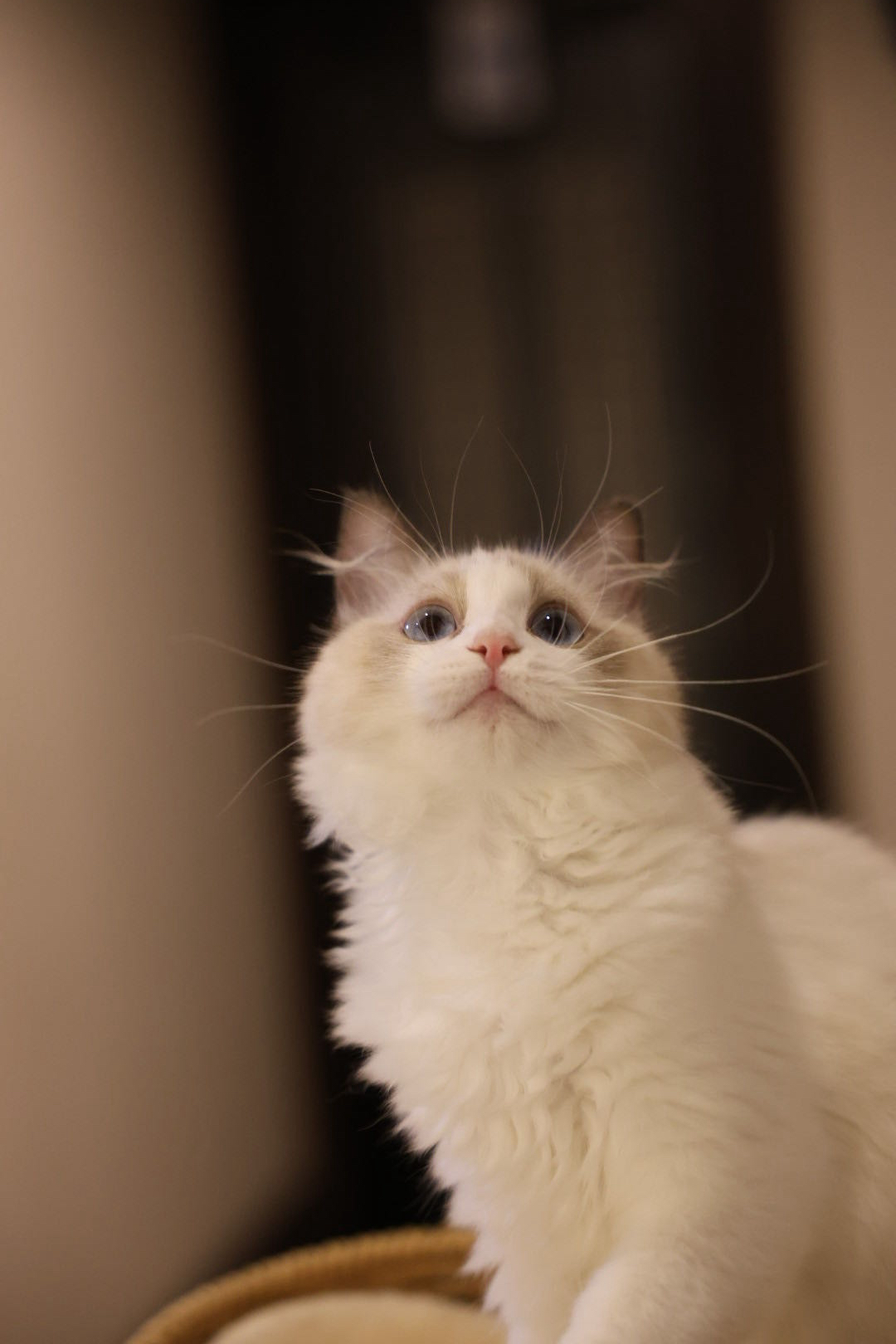 Sazanka Pet