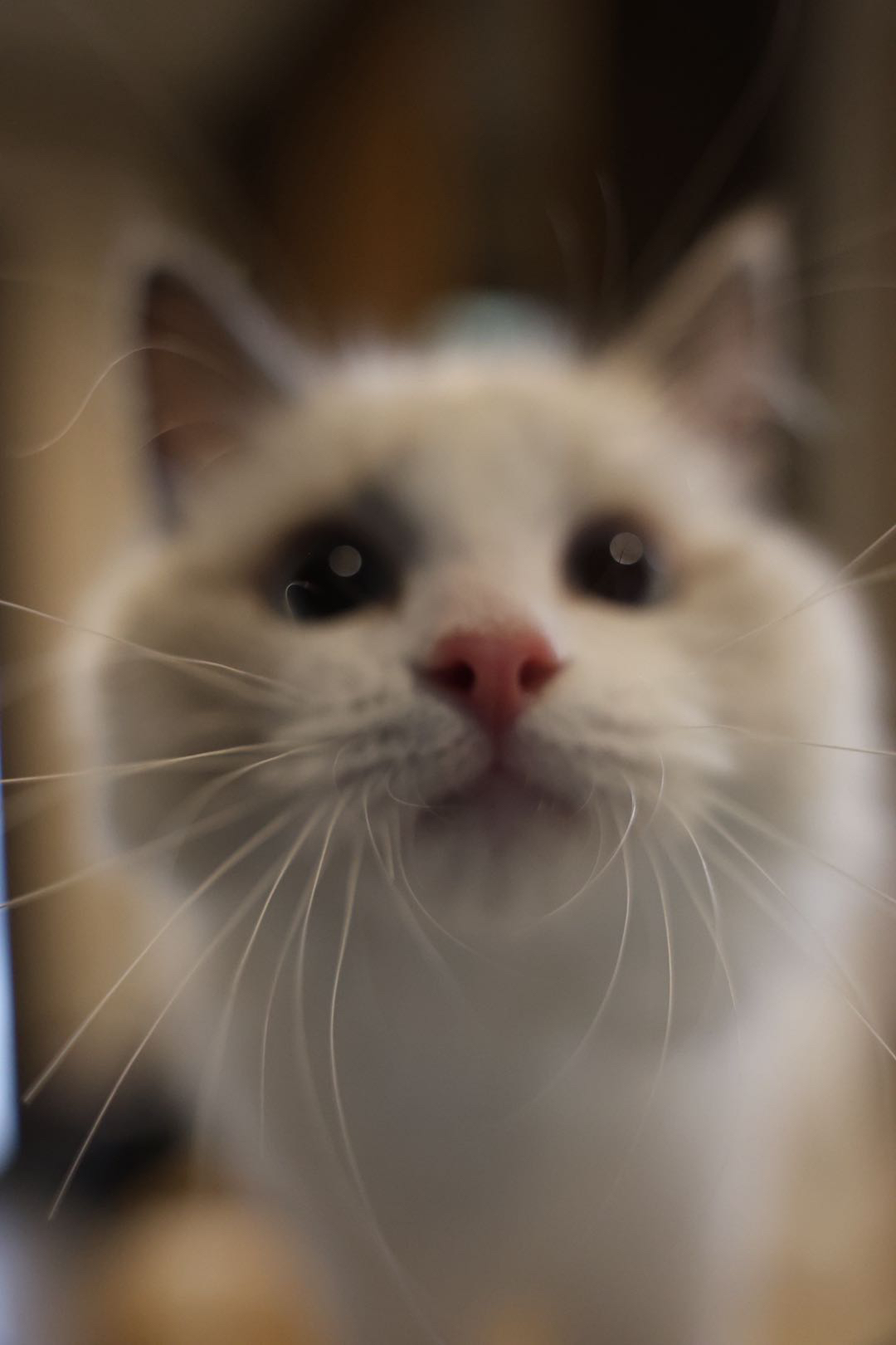 Sazanka Pet