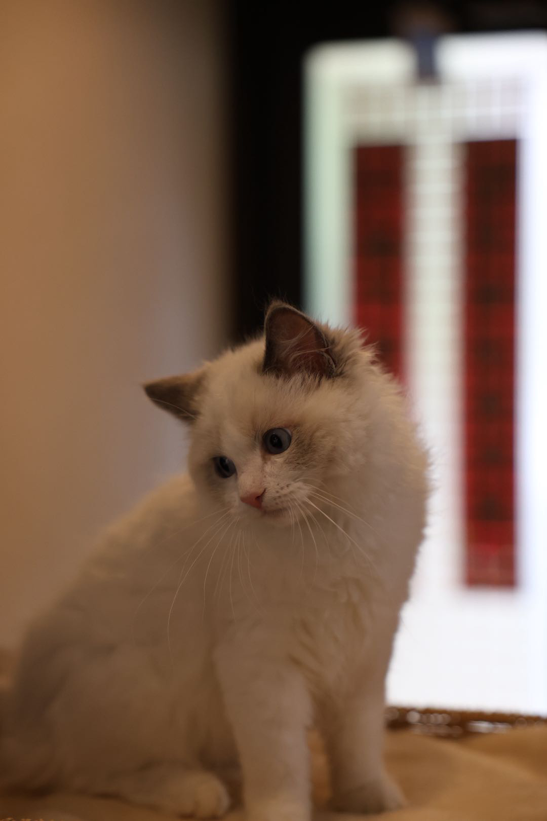 小新 9