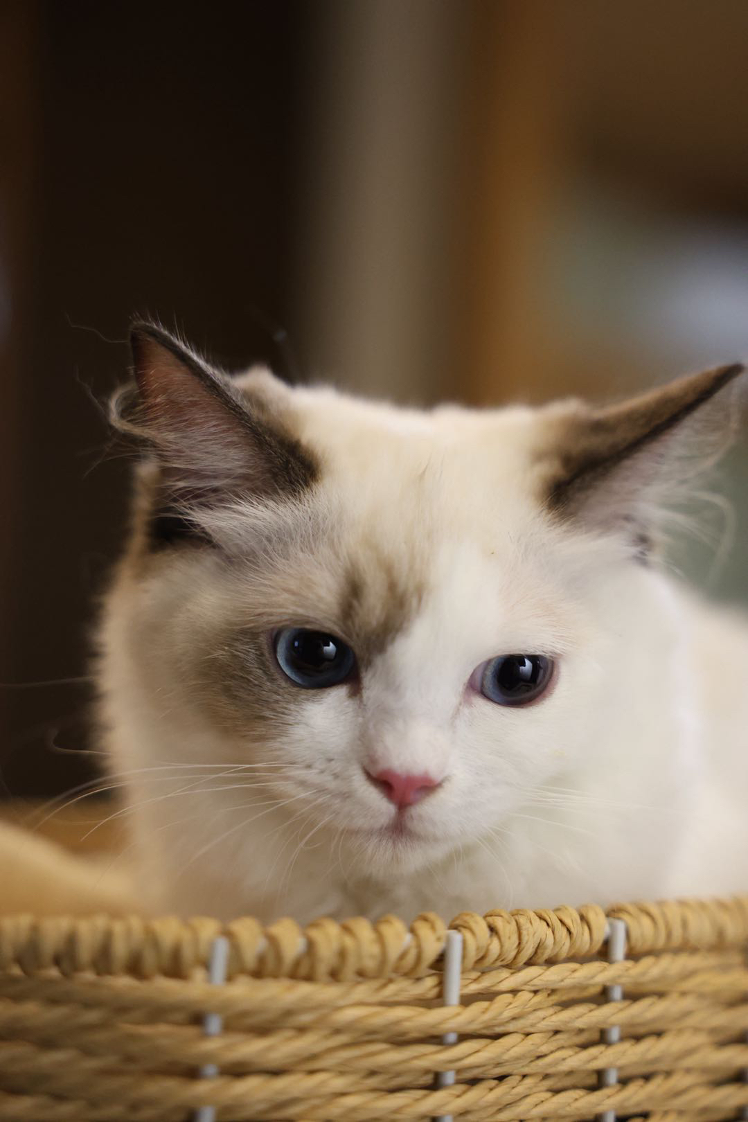 Sazanka Pet