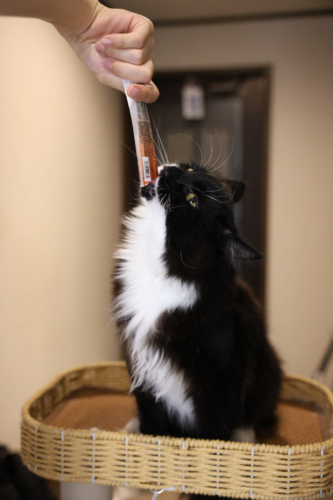 黑猫警长 2
