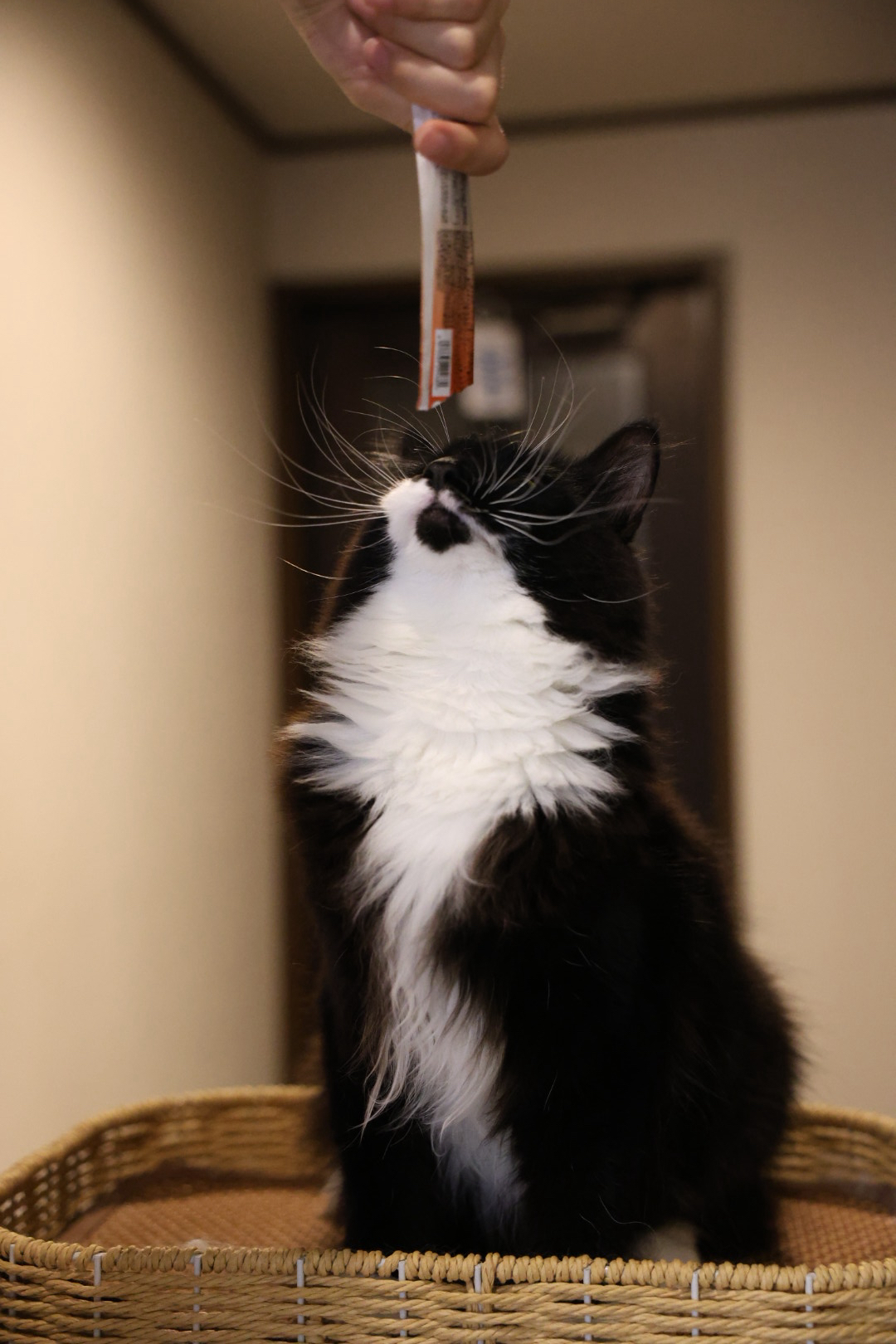 黑猫警长