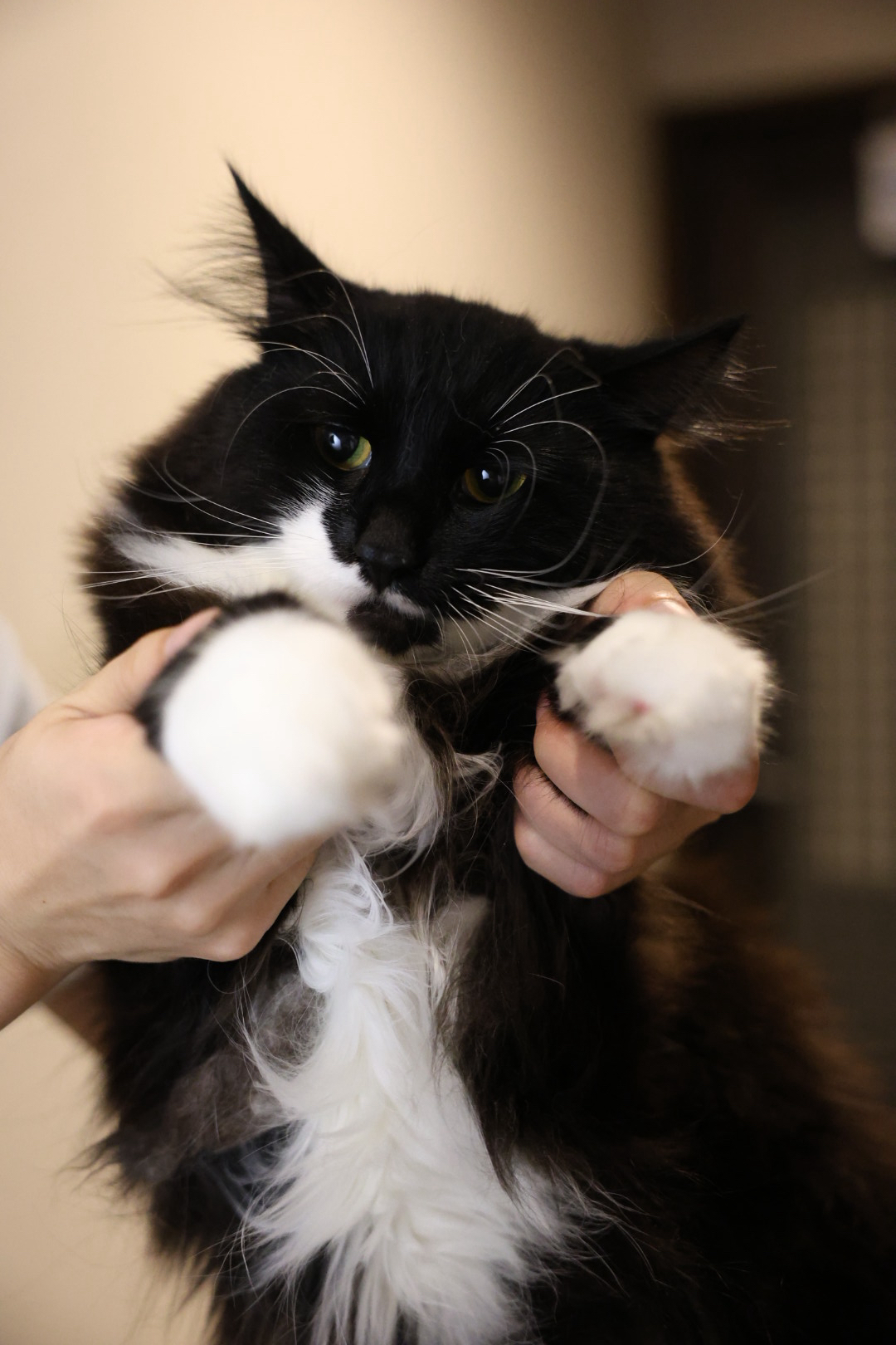 黑猫警长 3