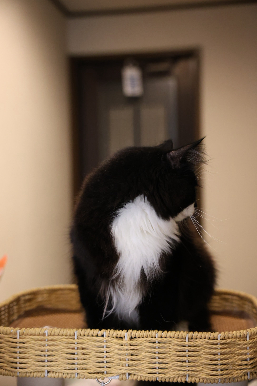 黑猫警长 4