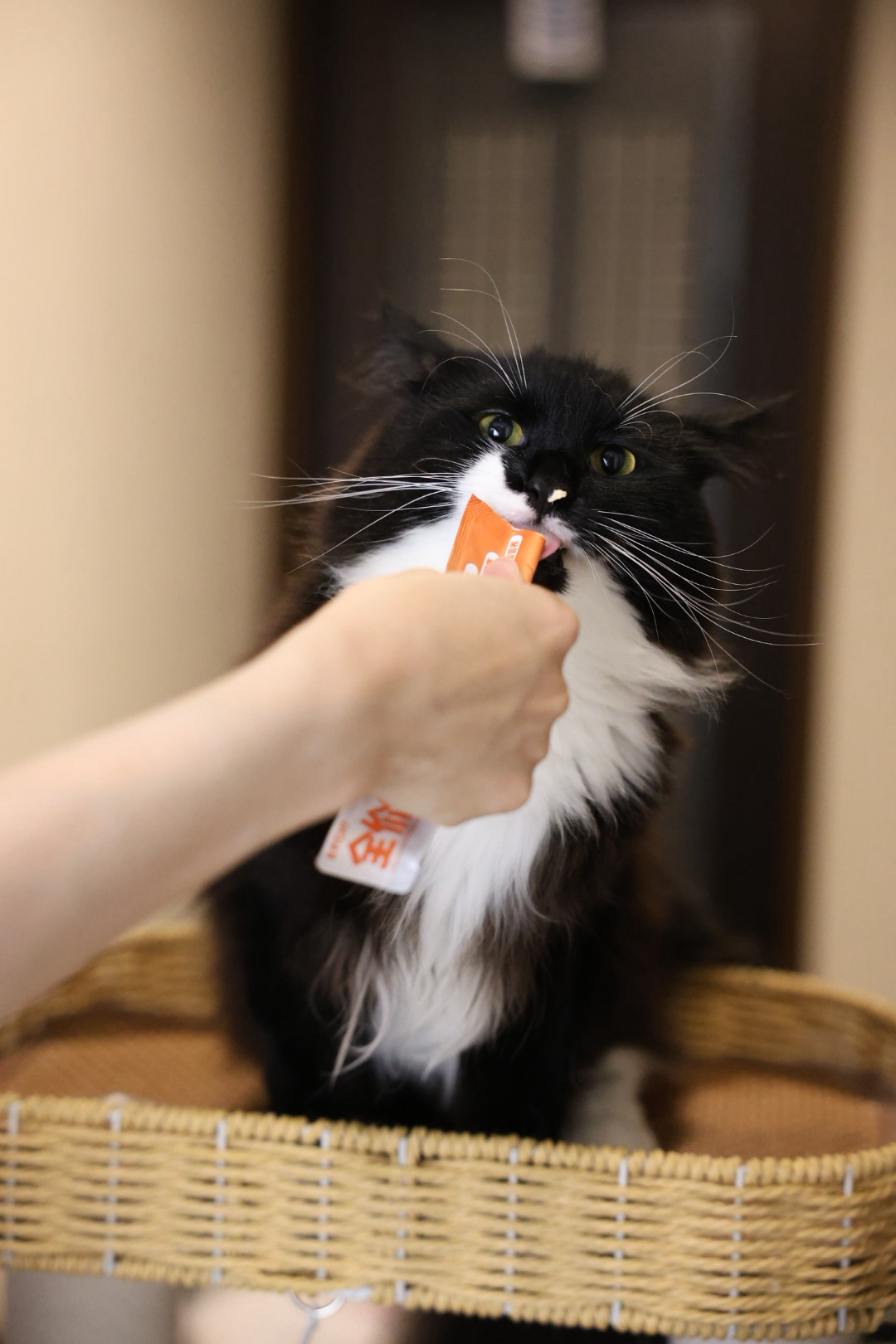 黑猫警长 6