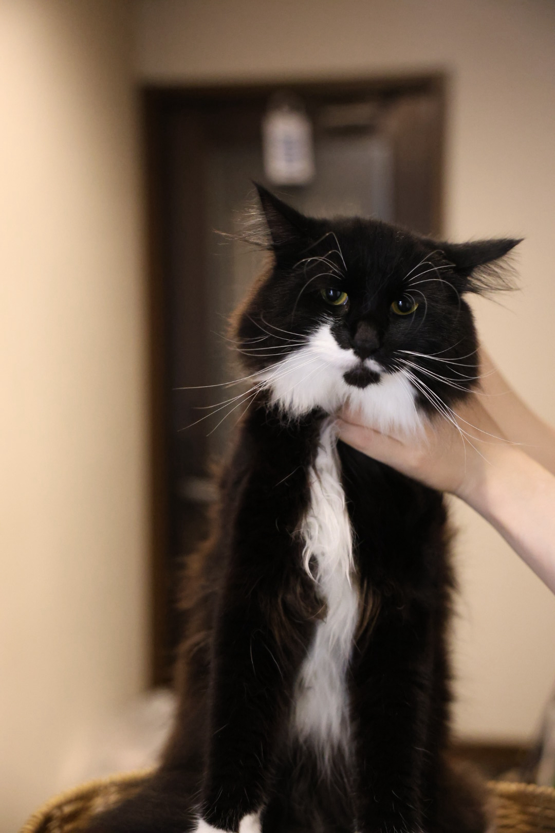 黑猫警长 7