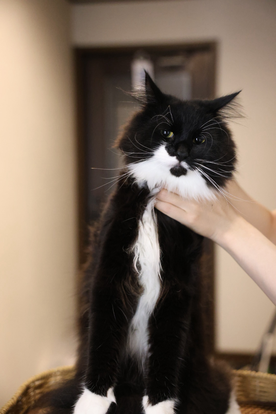 黑猫警长 8