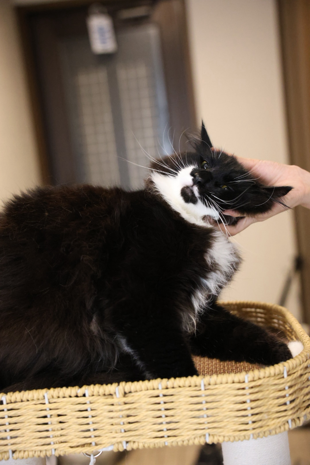 黑猫警长 9