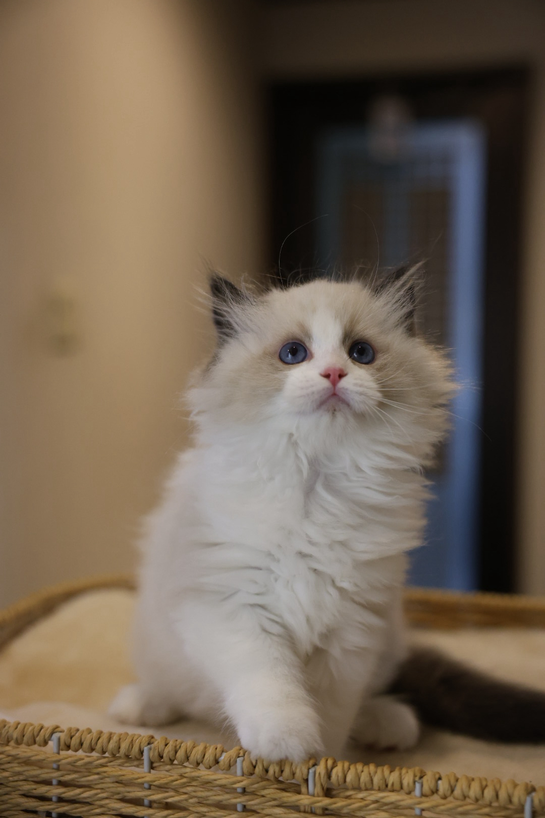 小可愛