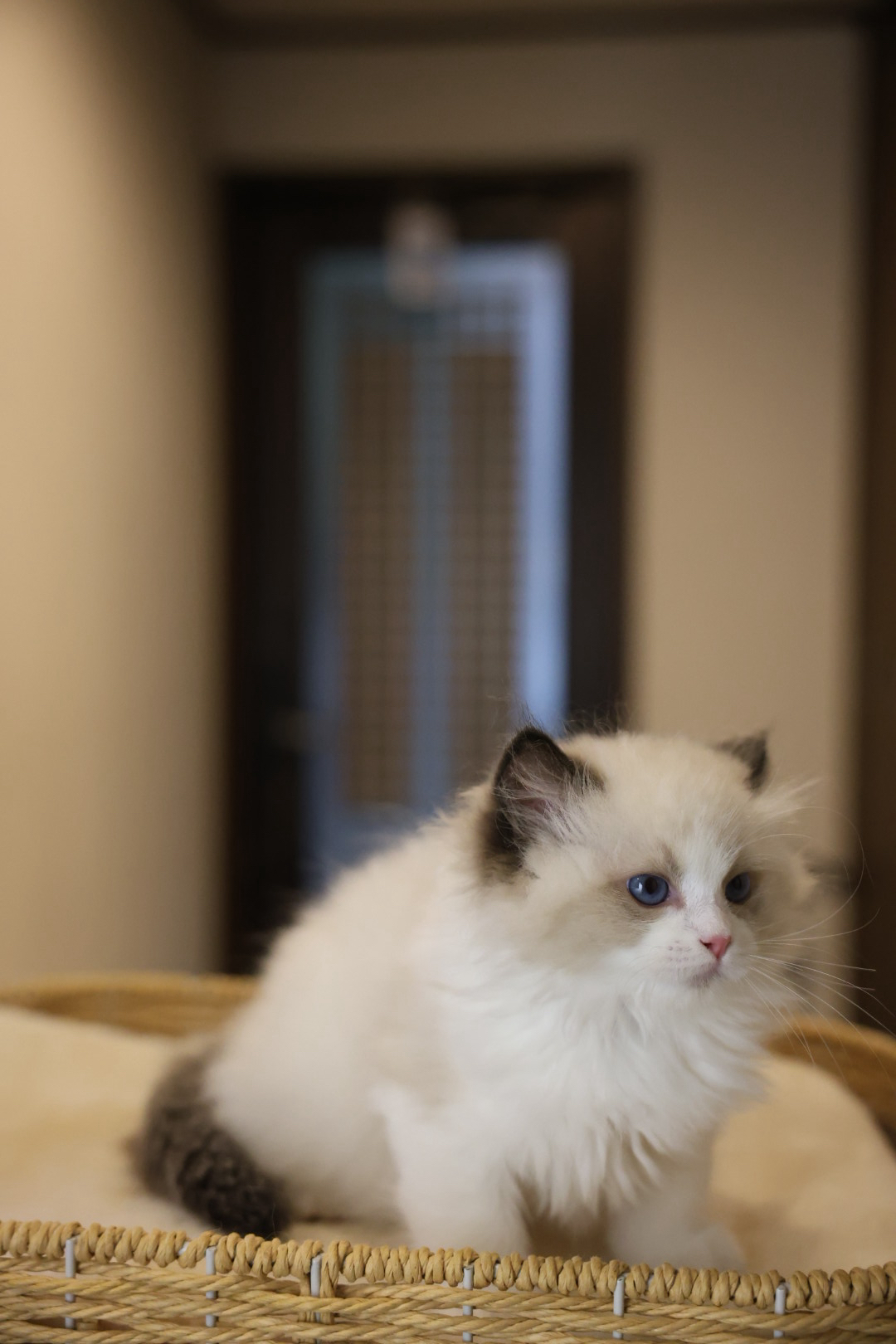 小可愛 2