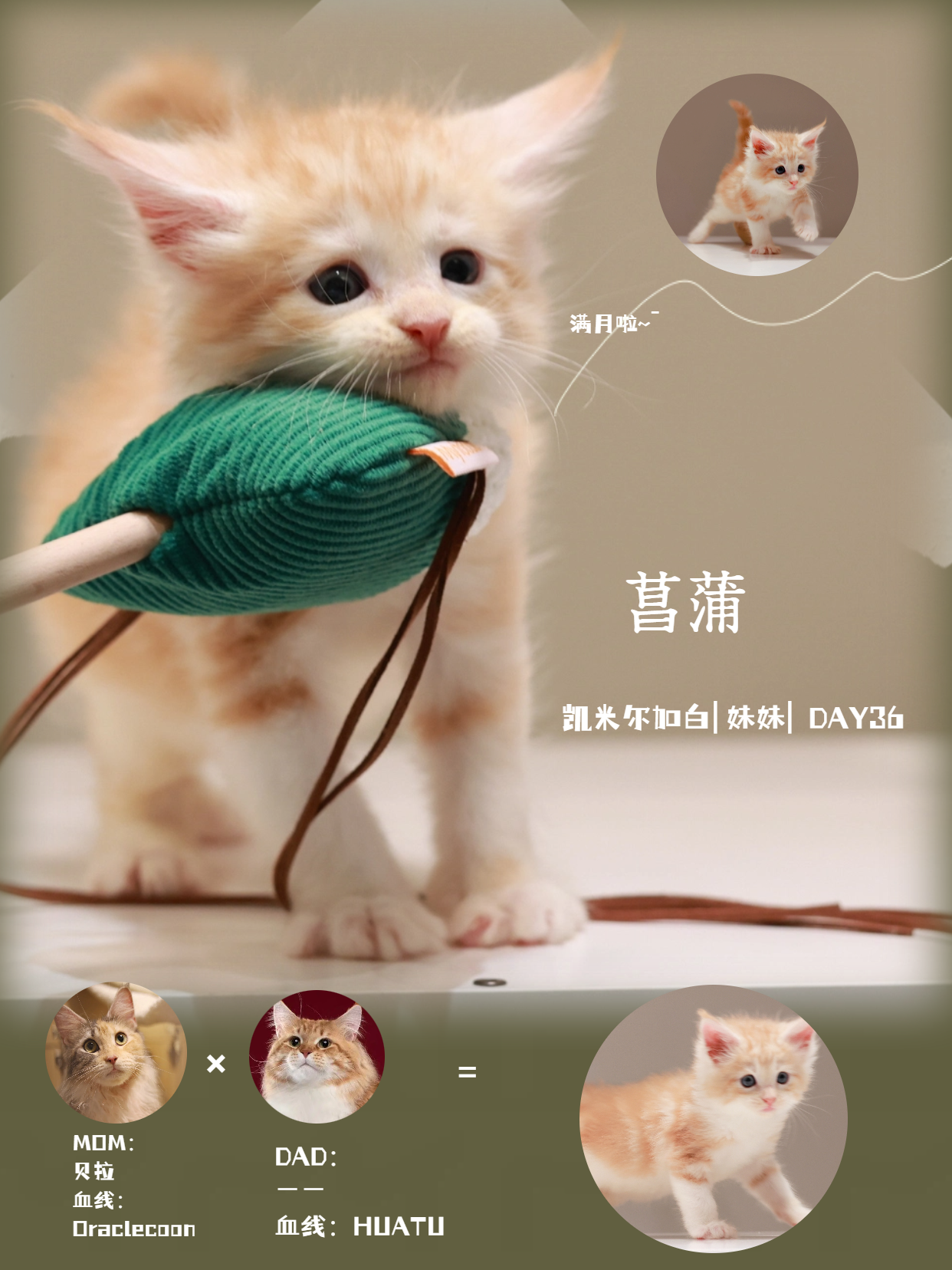 菖蒲