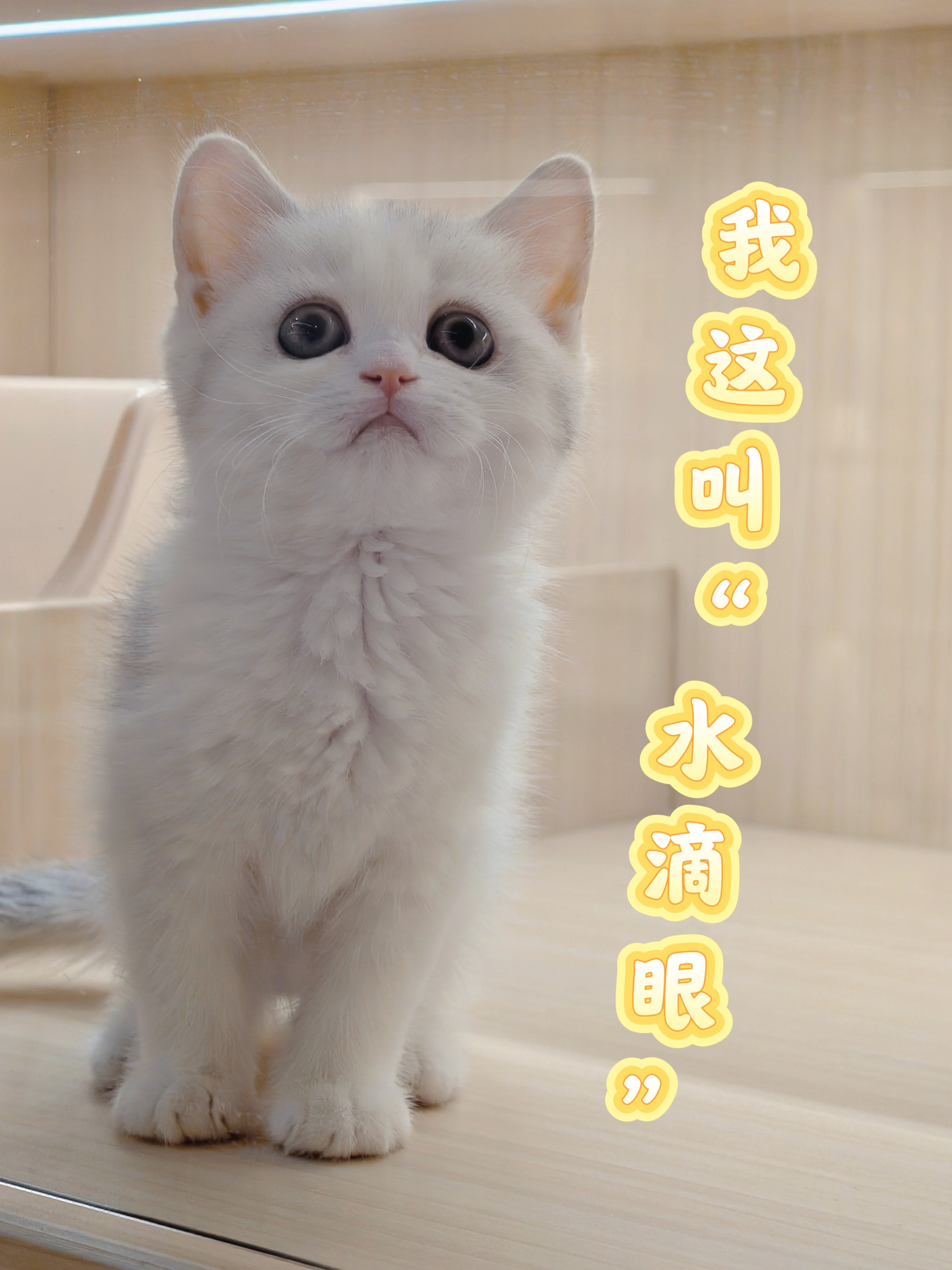 卡姿兰大眼睛
