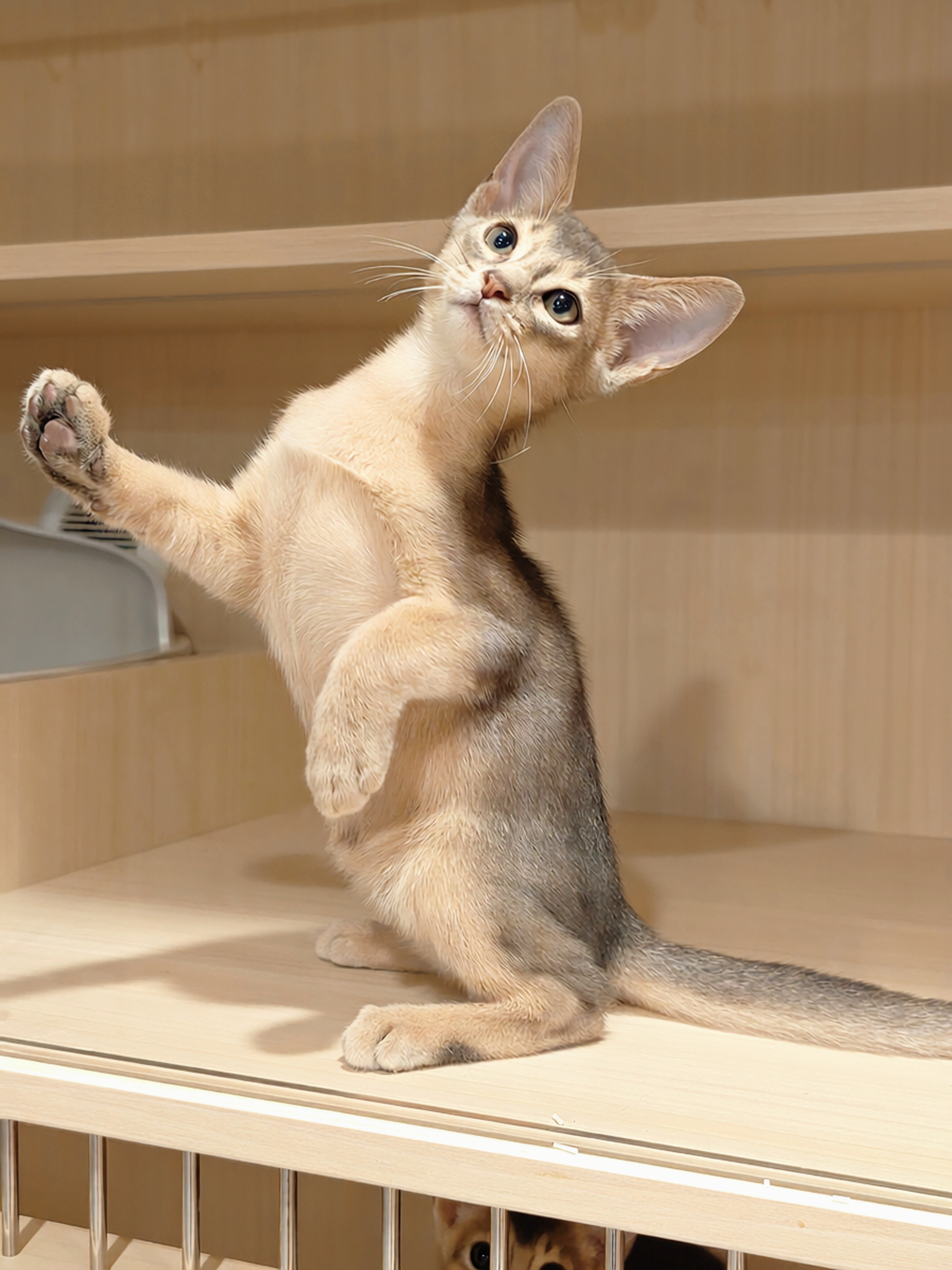 喜来喵·猫舍