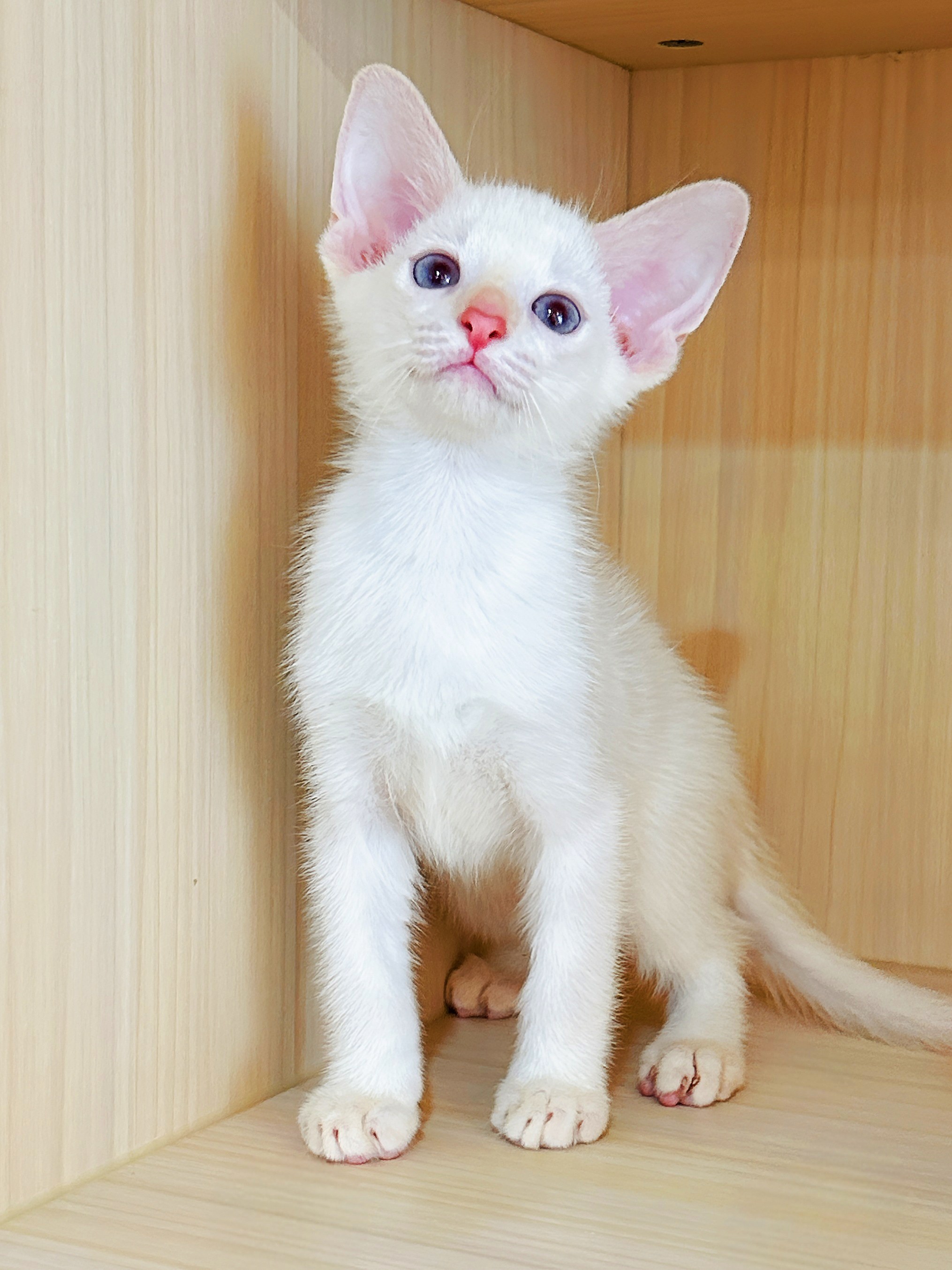 喜来喵·猫舍