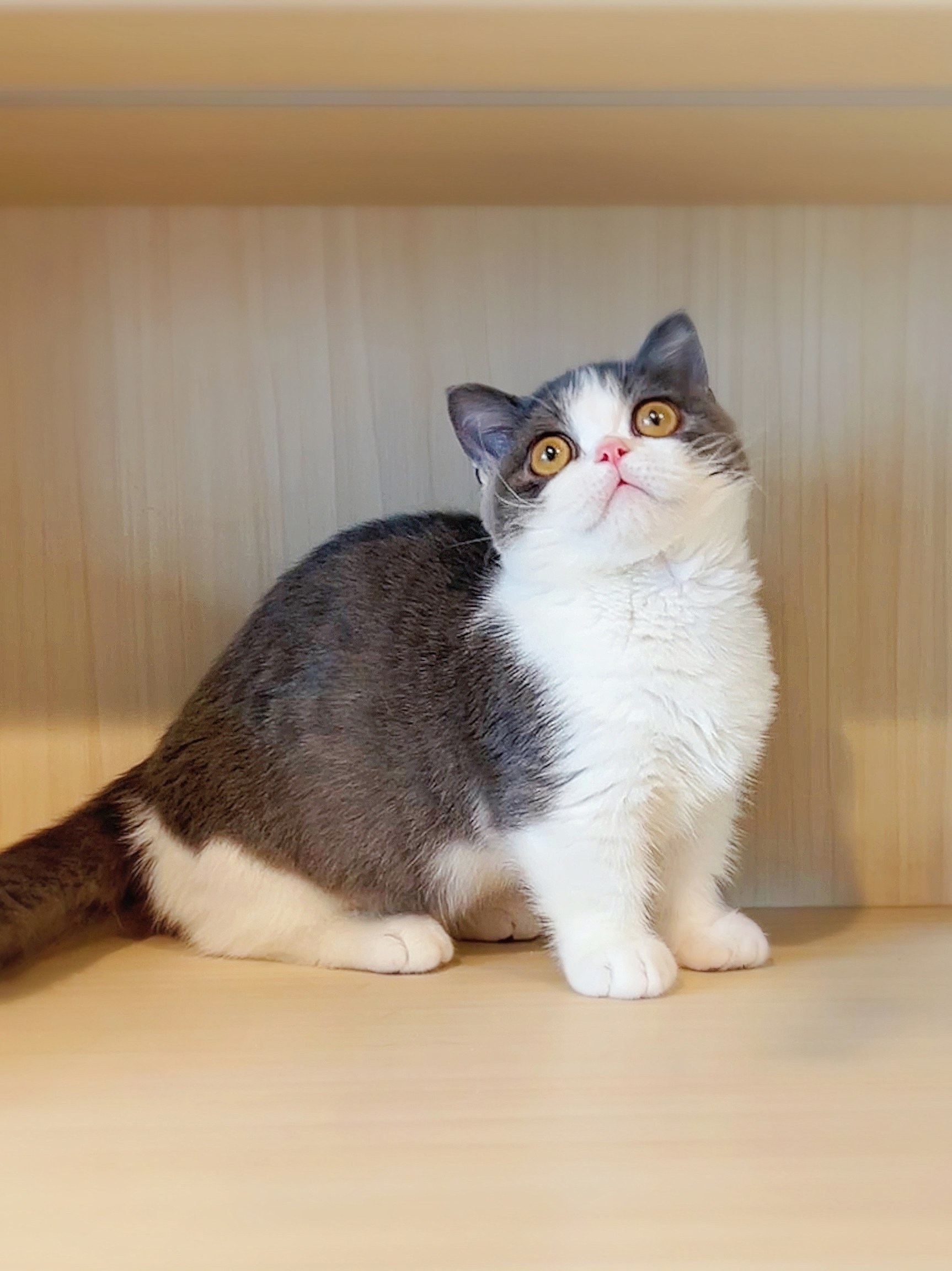 喜来喵·猫舍