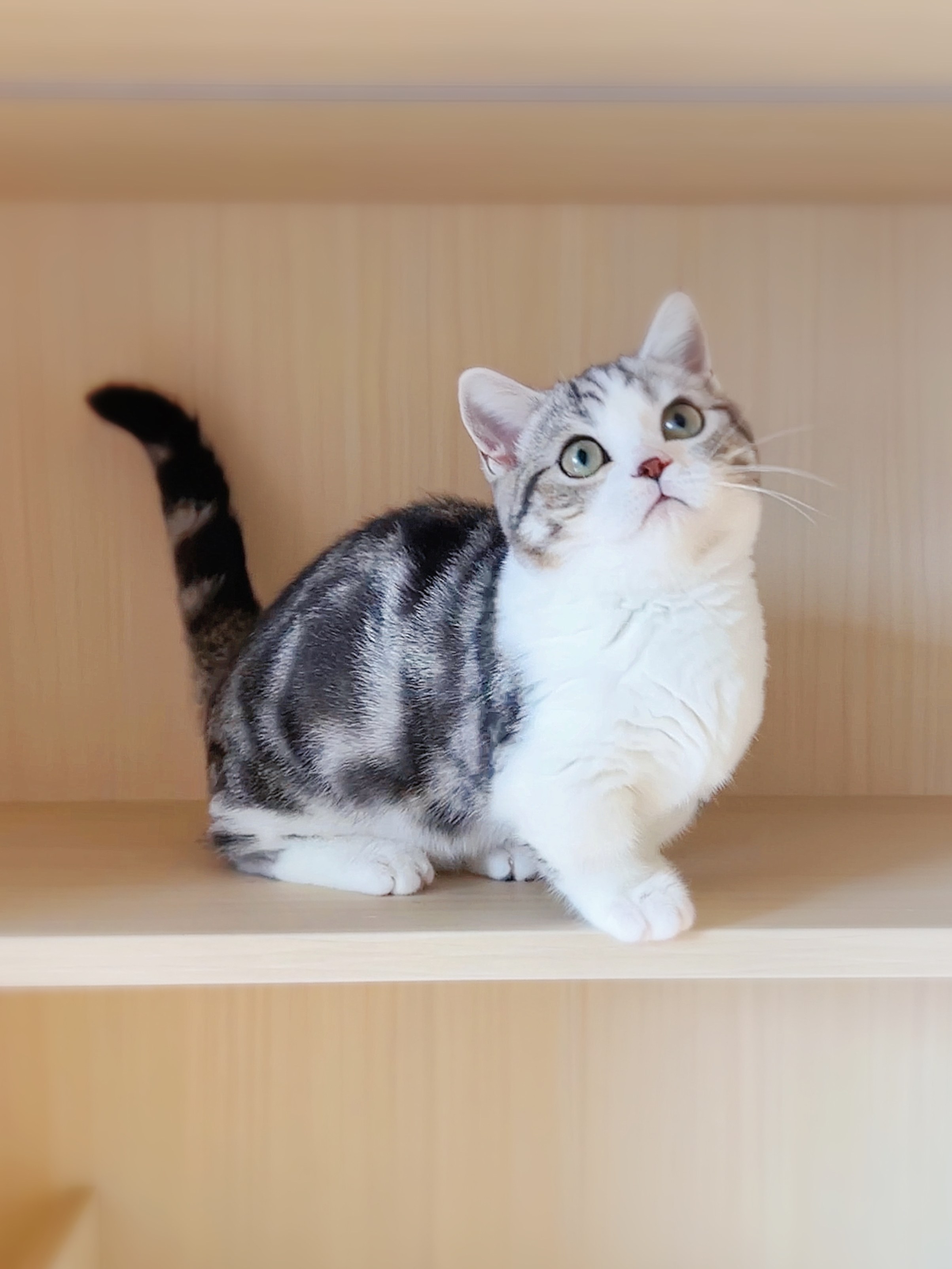 喜来喵·猫舍