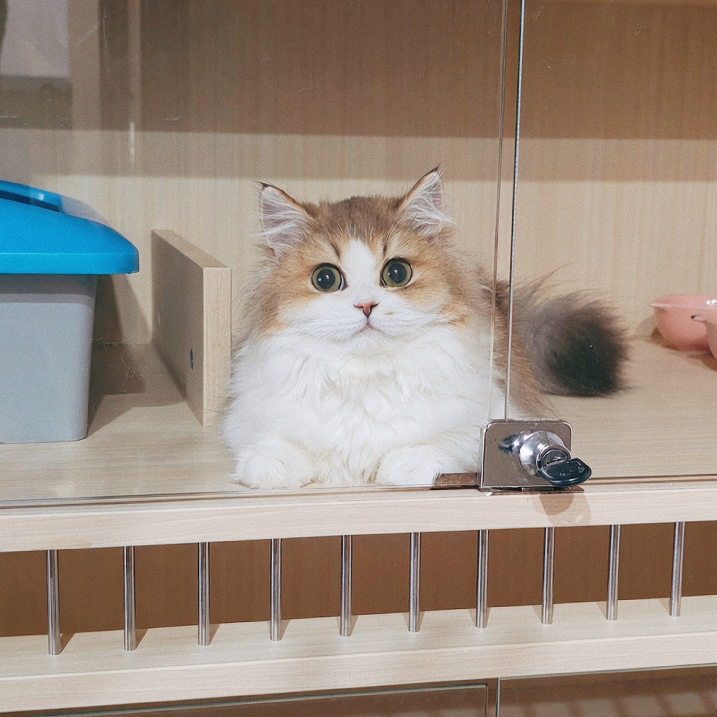 喜来喵·猫舍