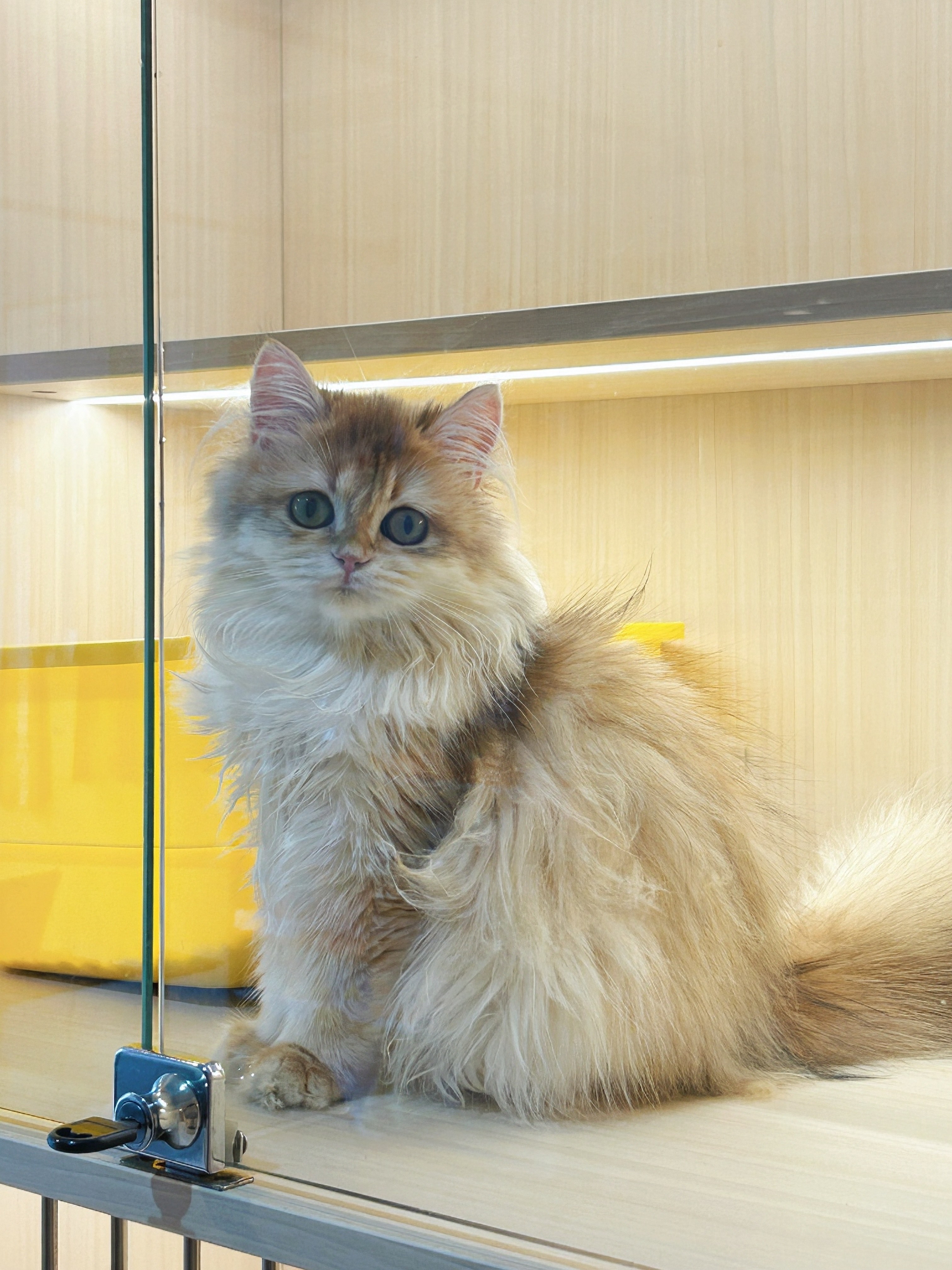 喜来喵·猫舍