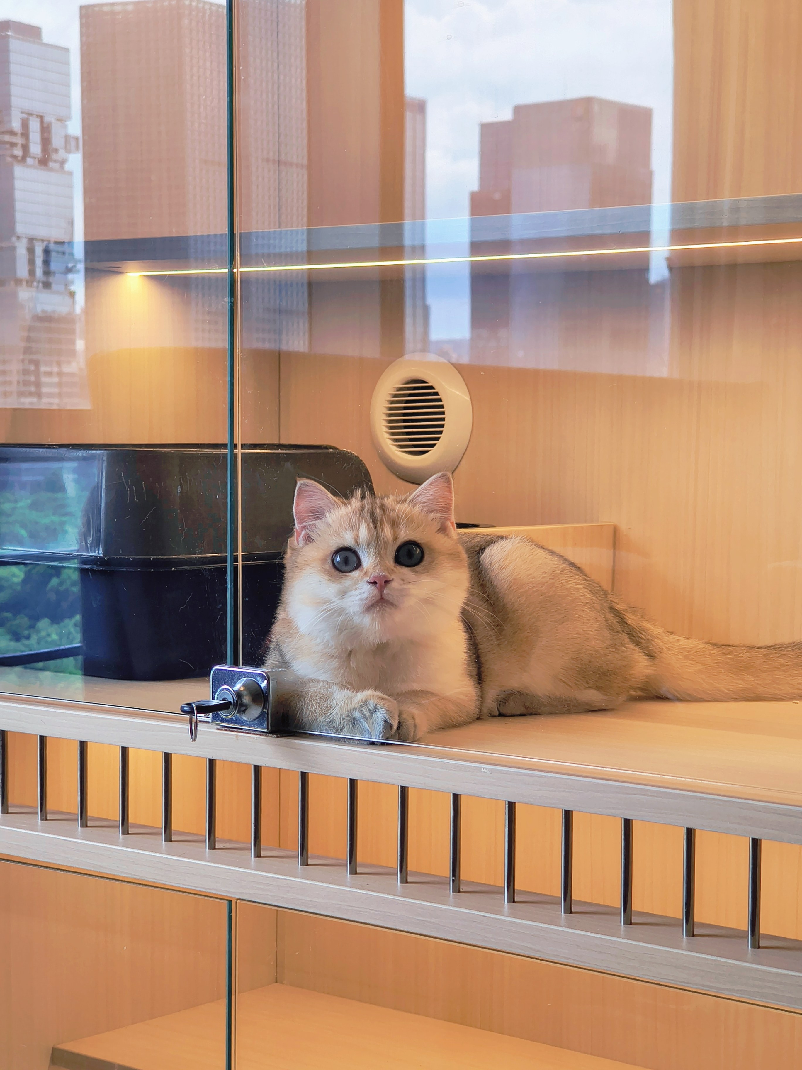 喜来喵·猫舍