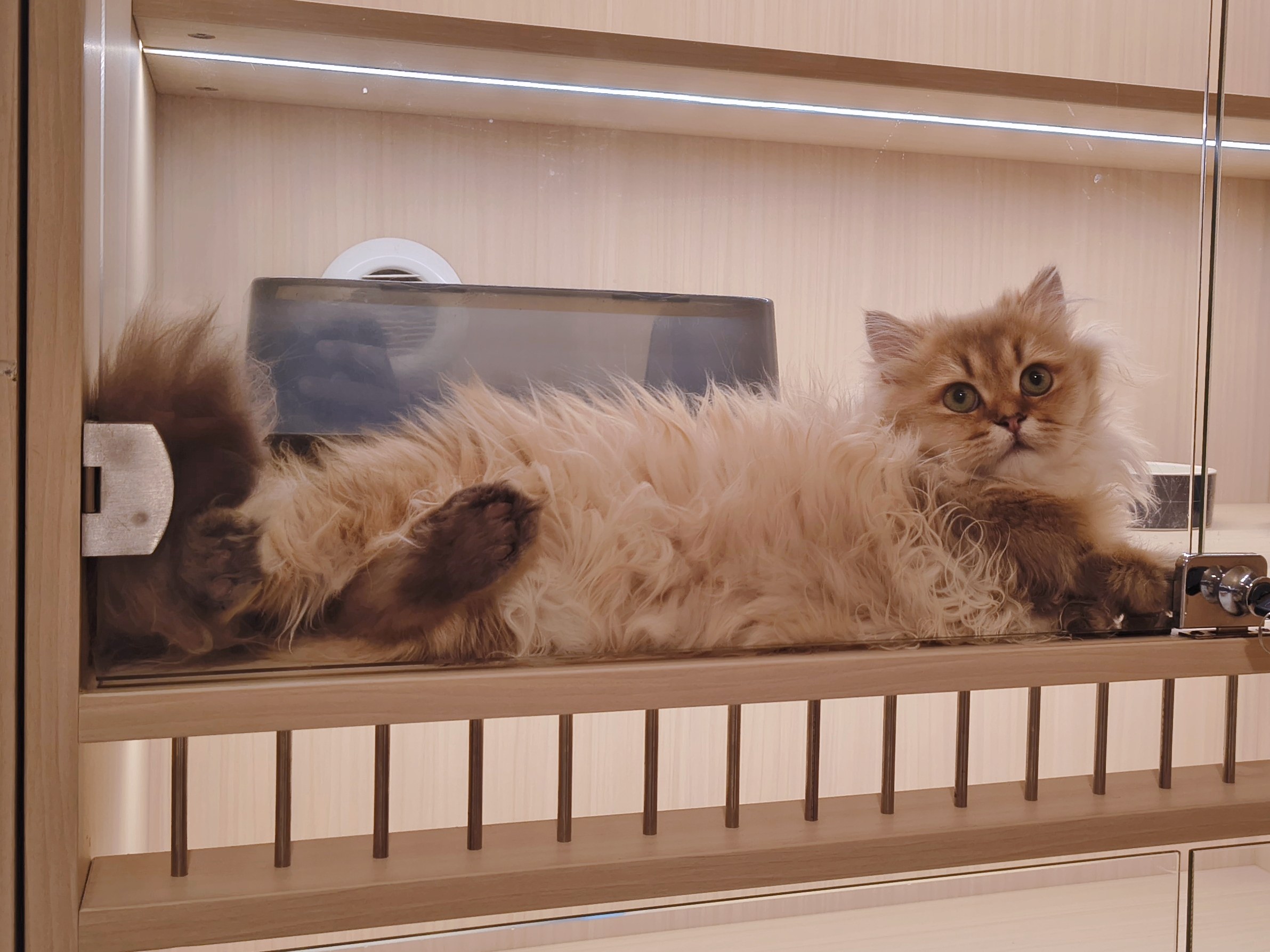 喜来喵·猫舍