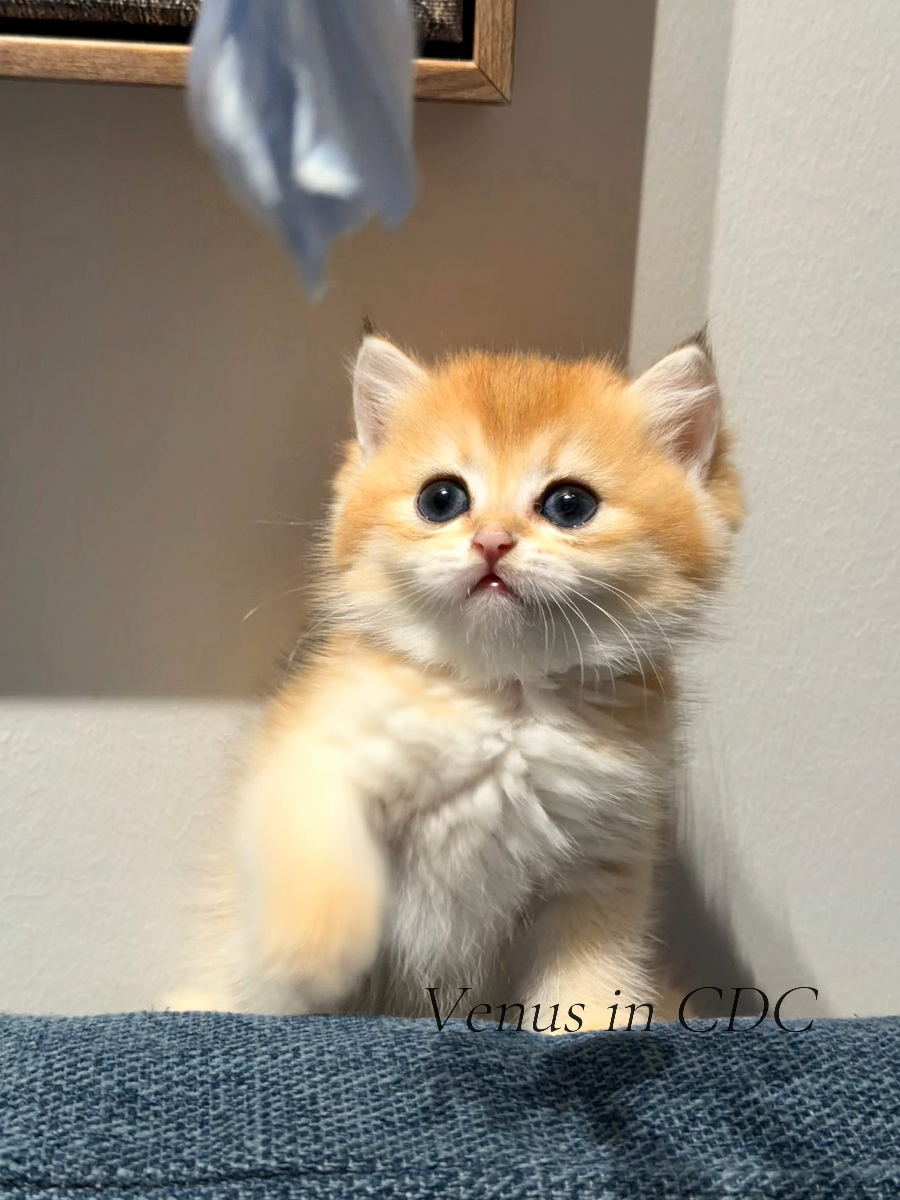 麦格的渐层猫舍