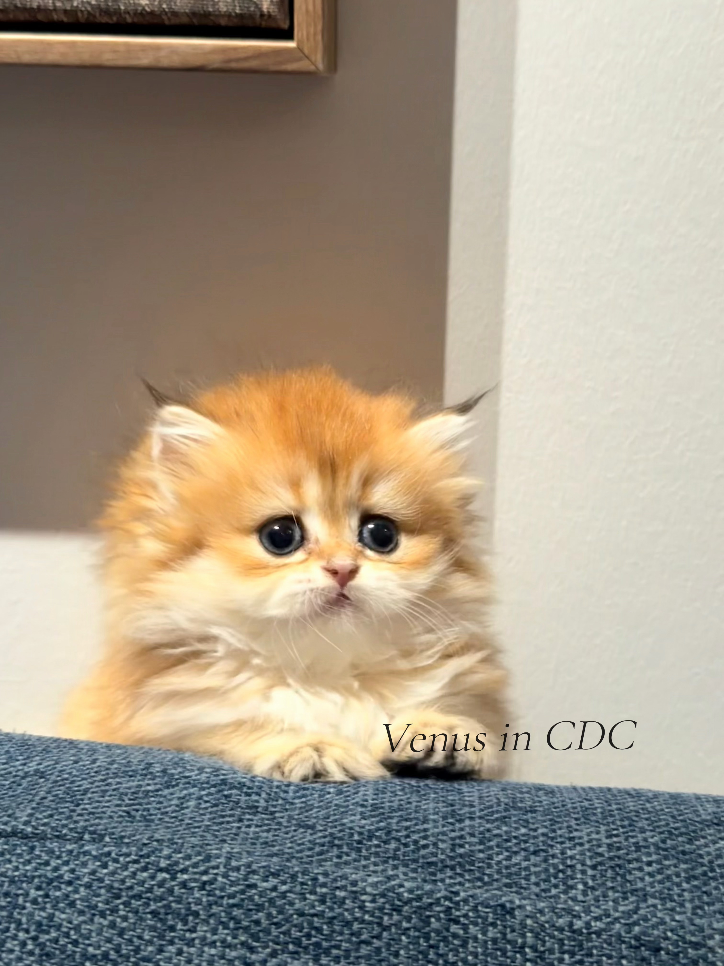 麦格的渐层猫舍