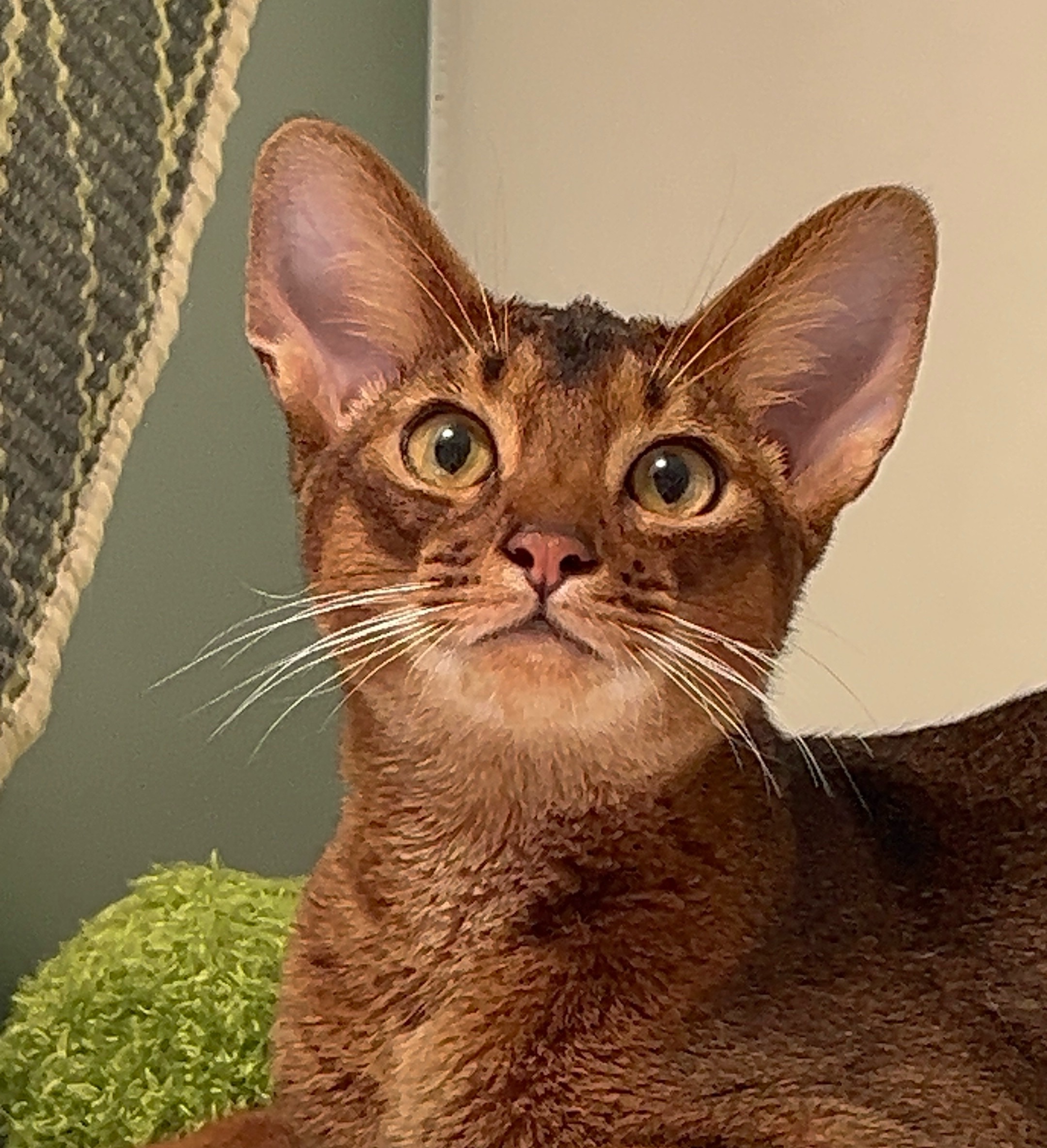ideal life阿比猫舍