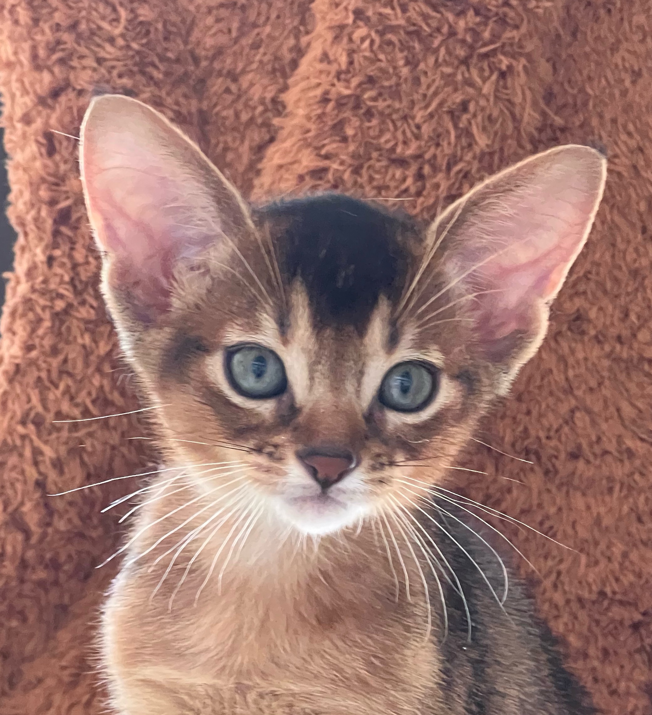 过动猿