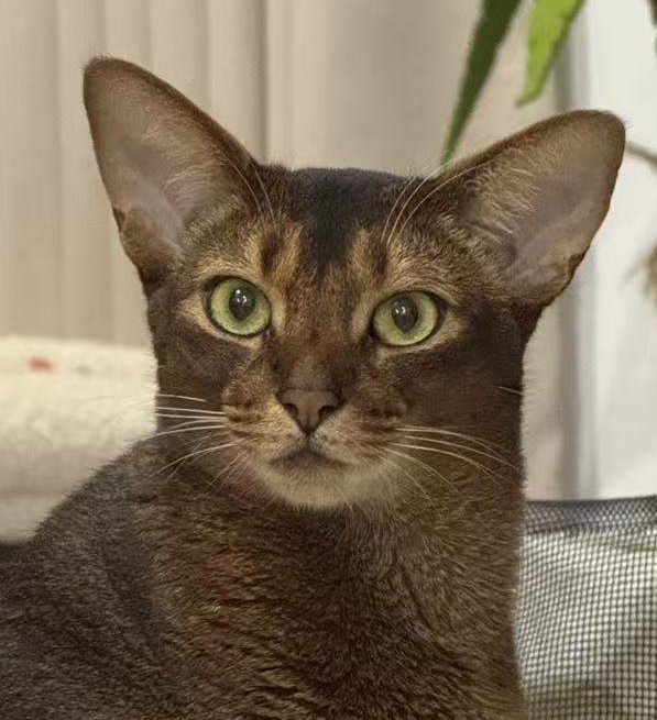 coco