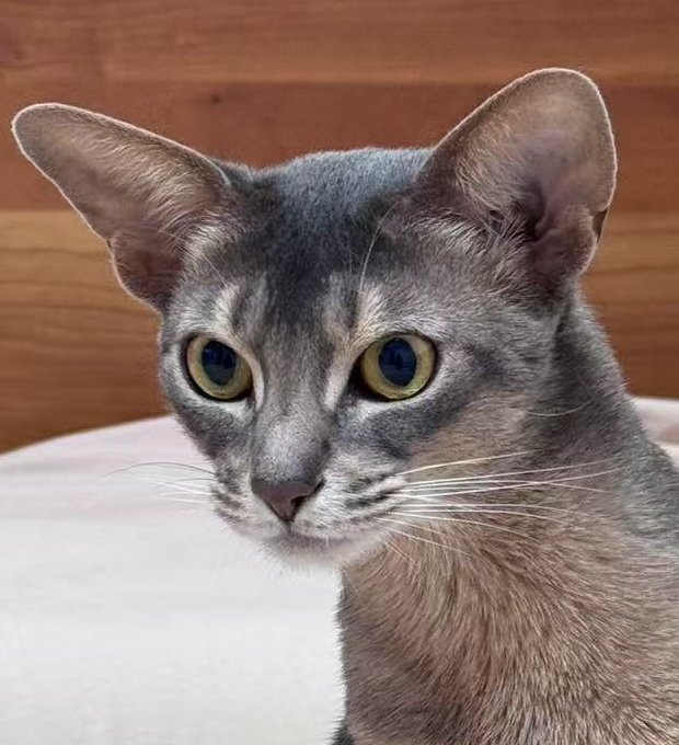 蓝莓