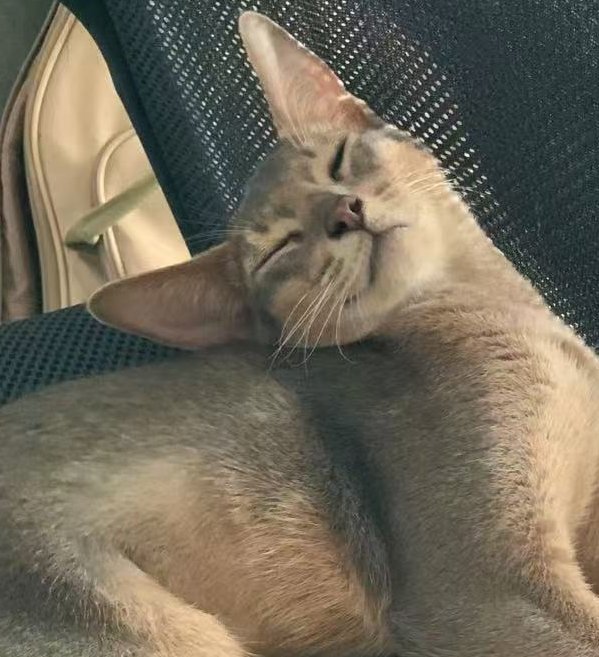 小宝