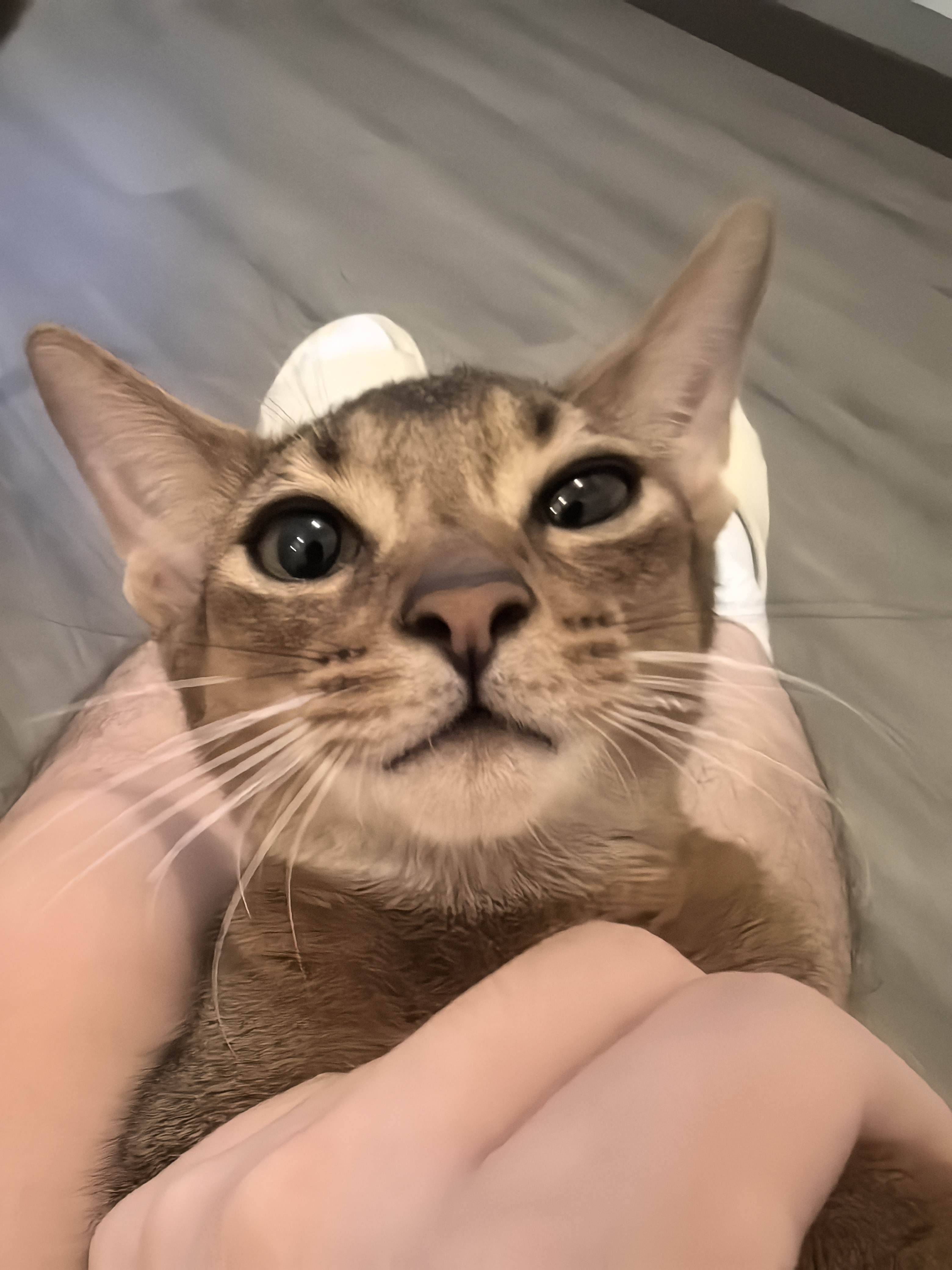 来电汪