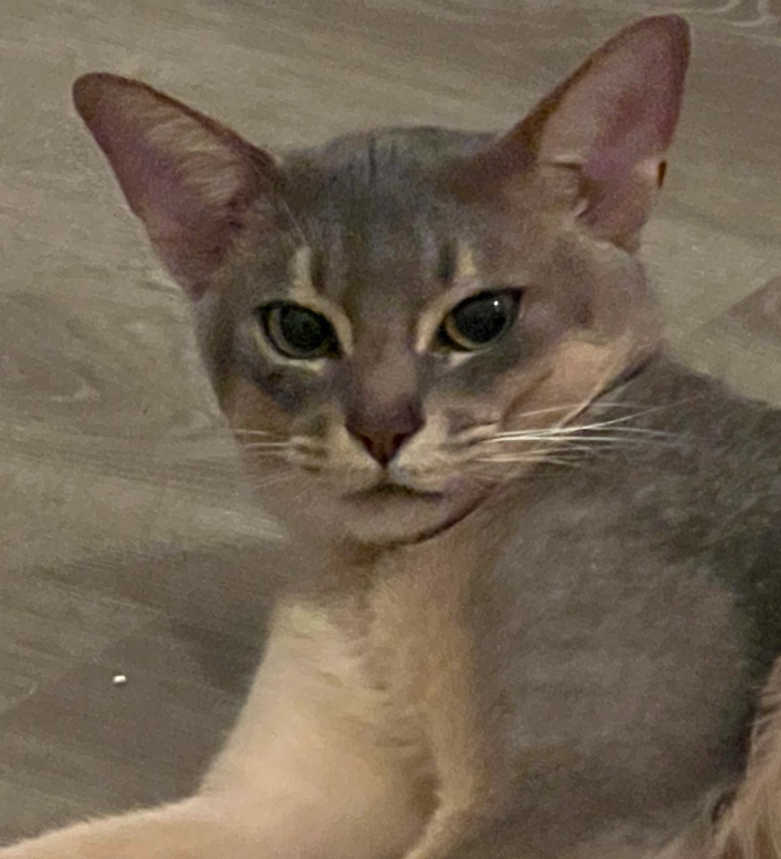 小锯鳄