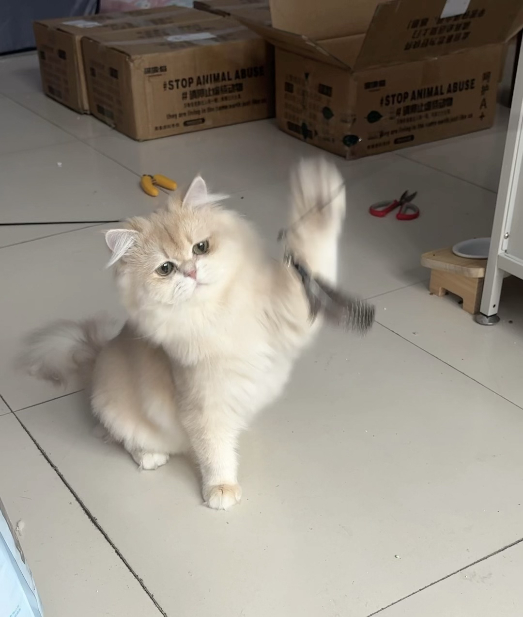 皮蛋
