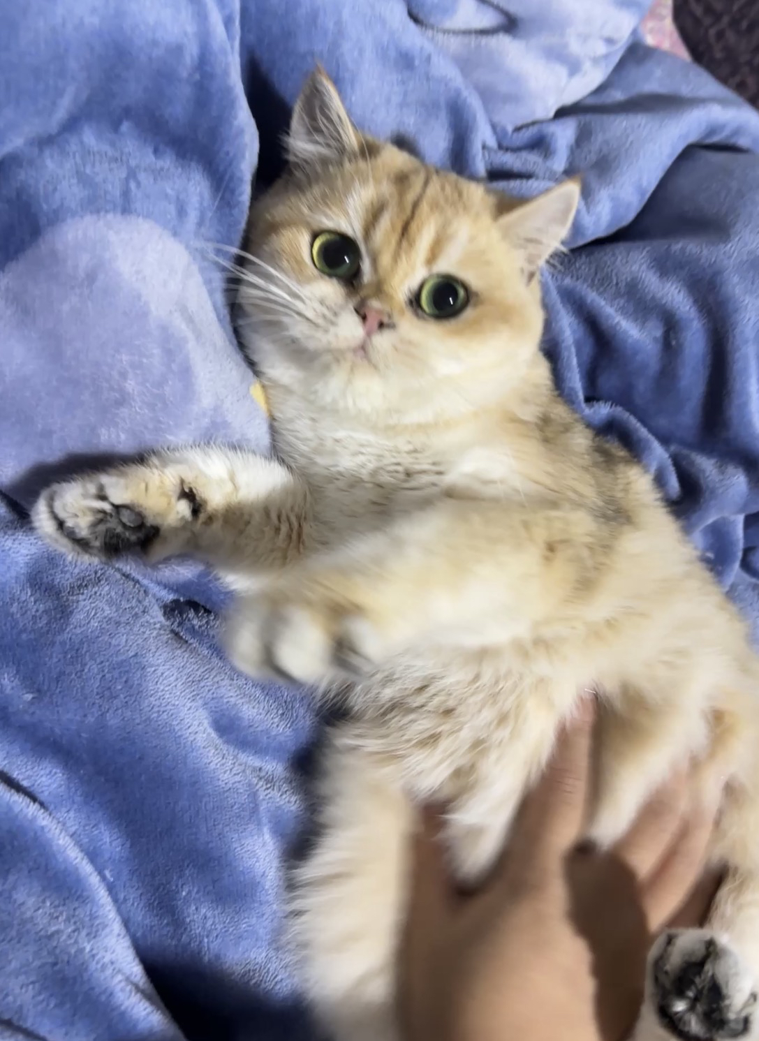 花花
