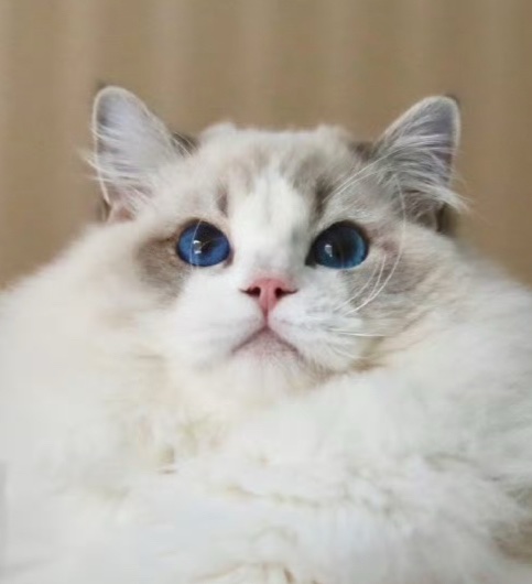 大咖
