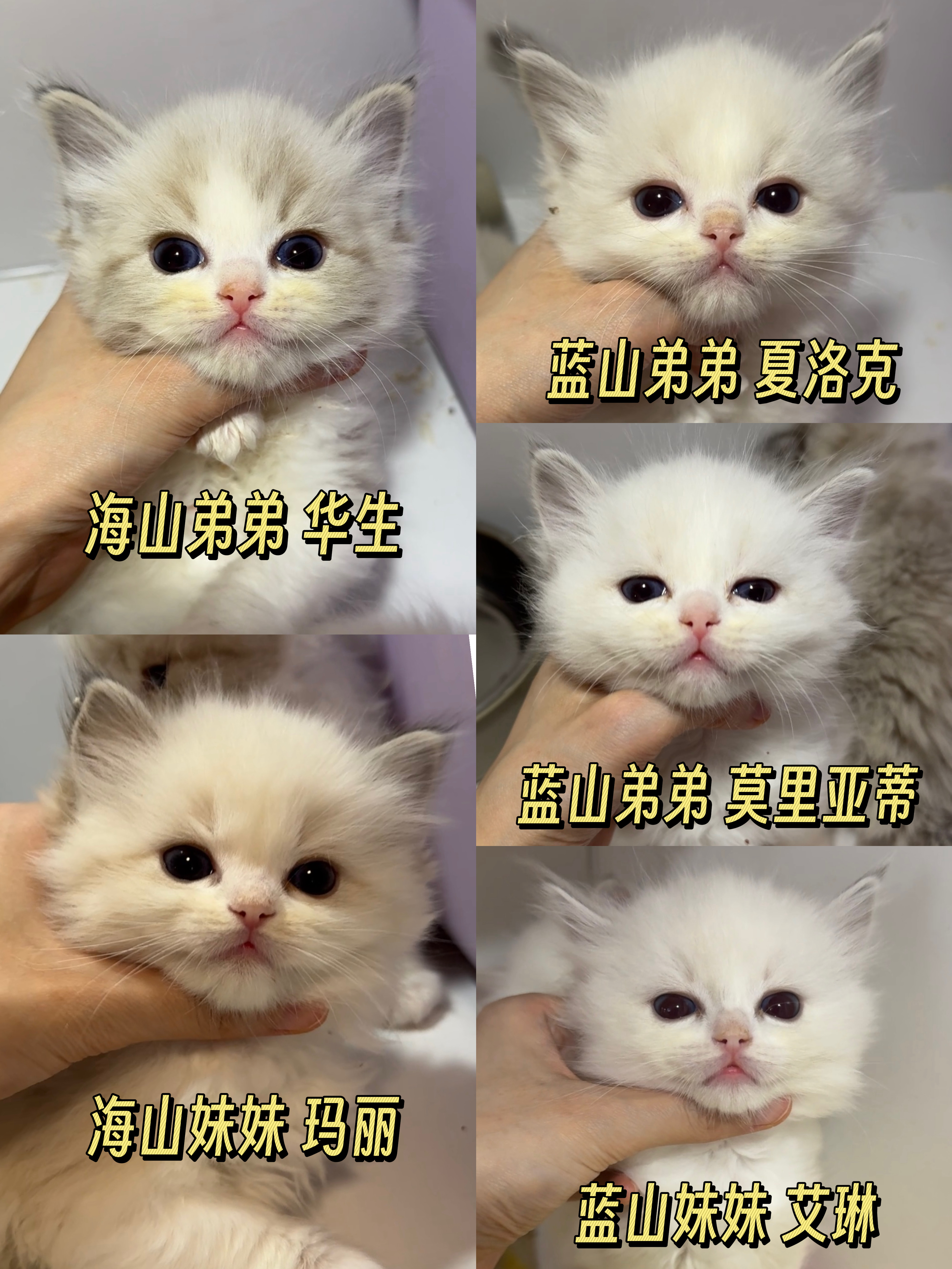 随手记录一下📝40日龄