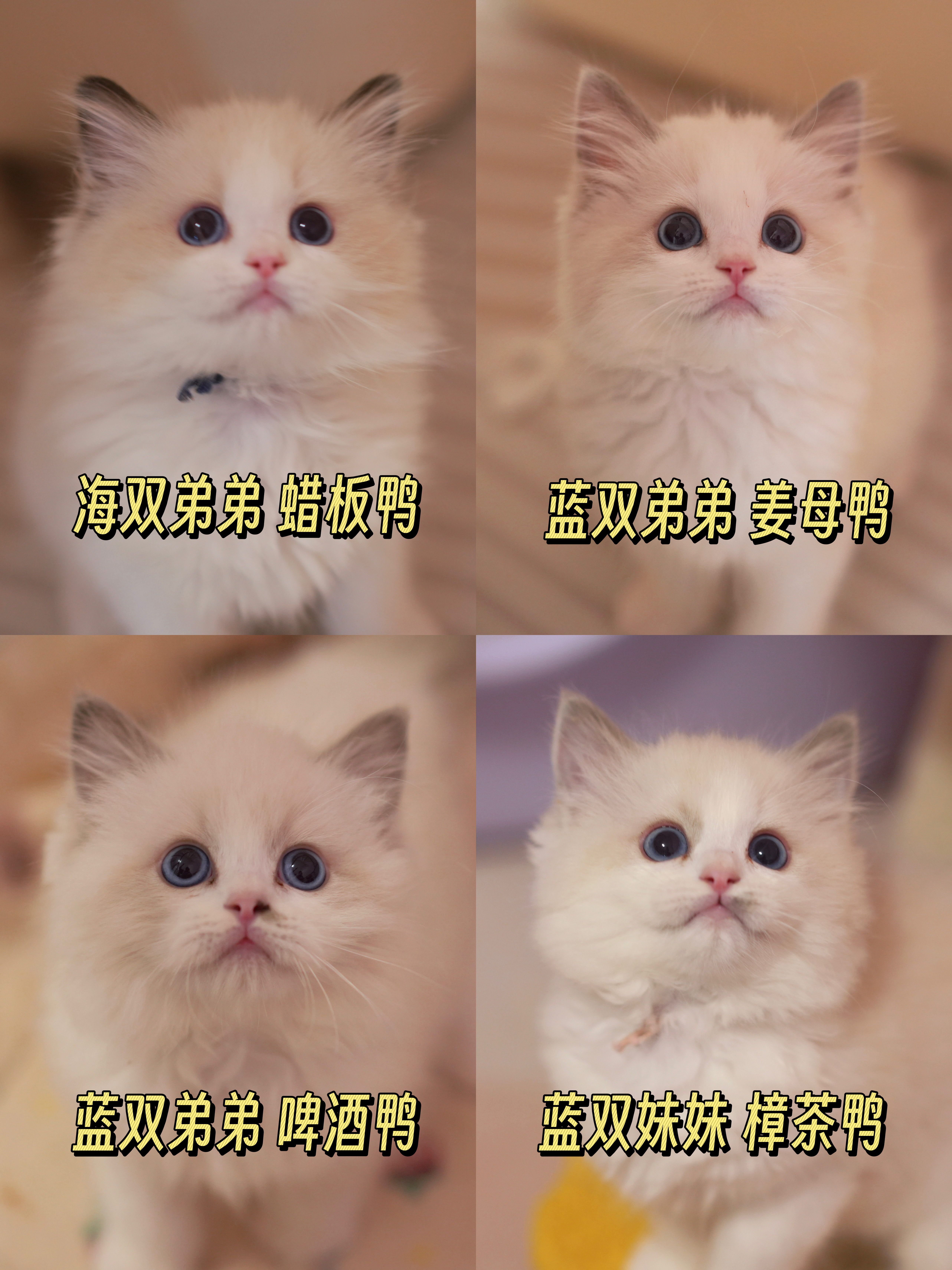 服啦！一个媒婆痣一个美人痣😅
（鸭鸭窝次📝二月龄留念）