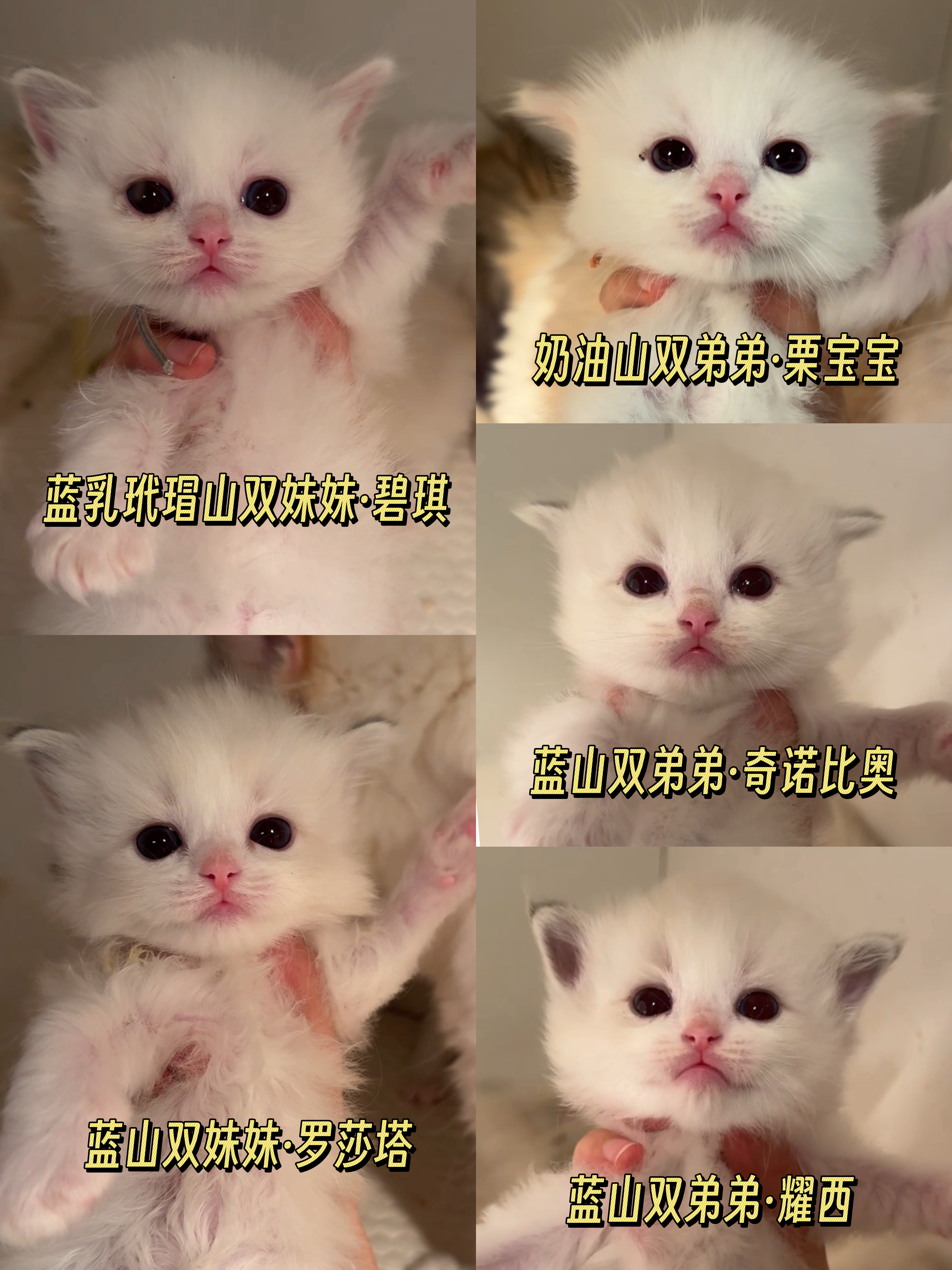 满月啦🌙