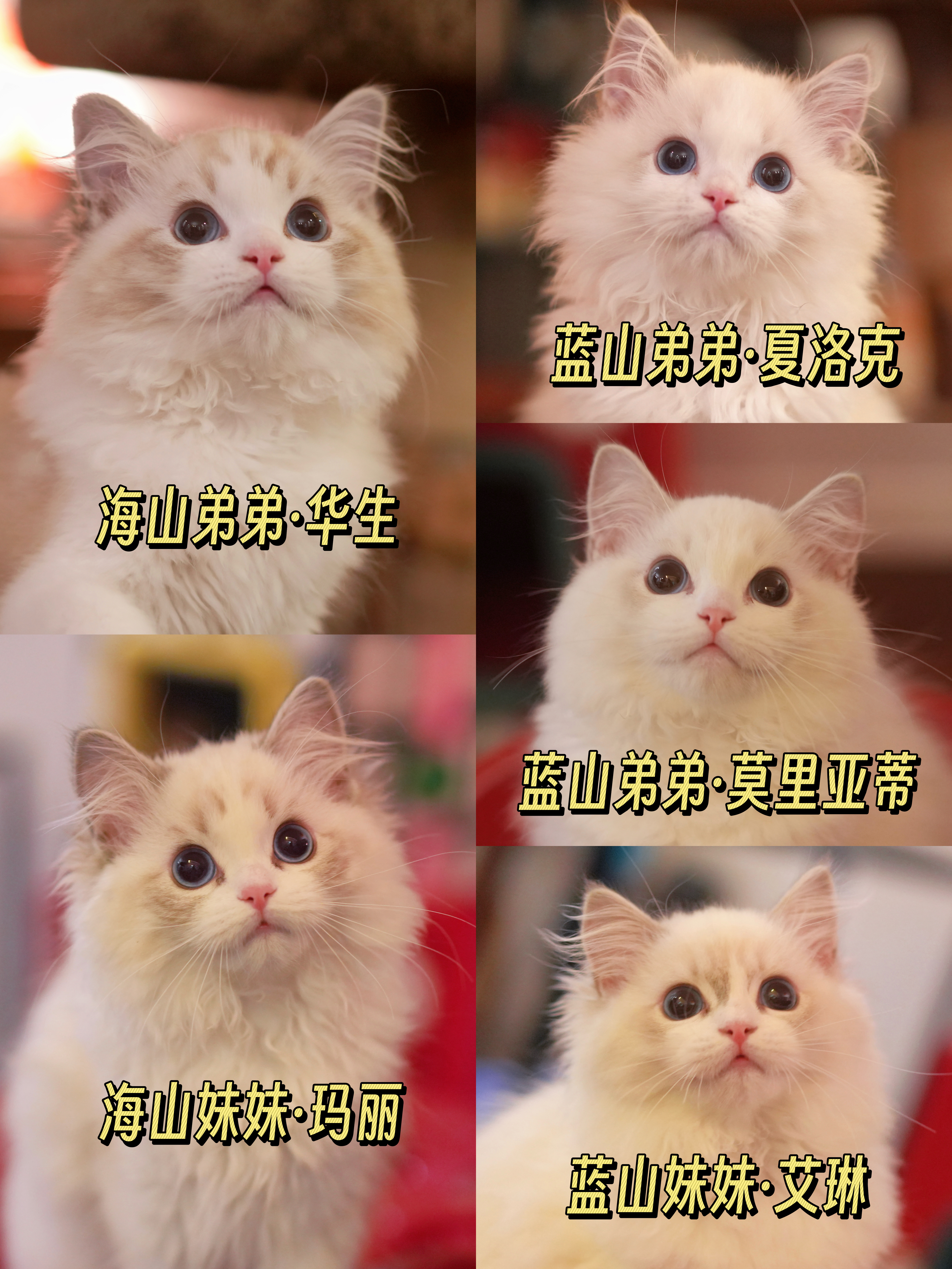 3.5月龄📝窝次留念